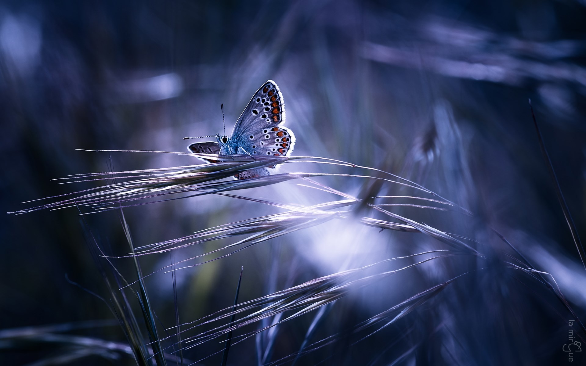 1920x1200 awesome butterfly hd wallpaper