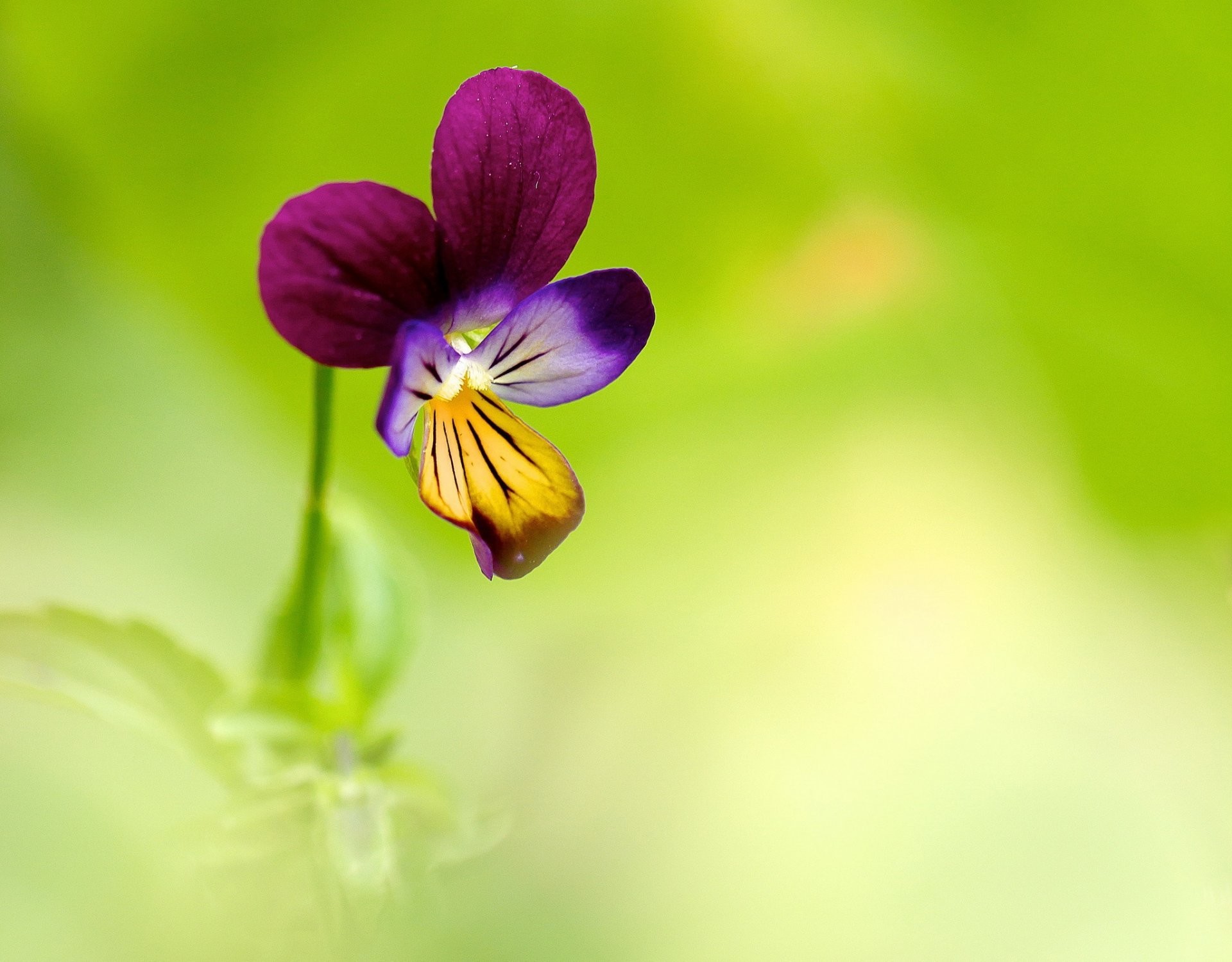 1920x1500 flower blue pansy background
