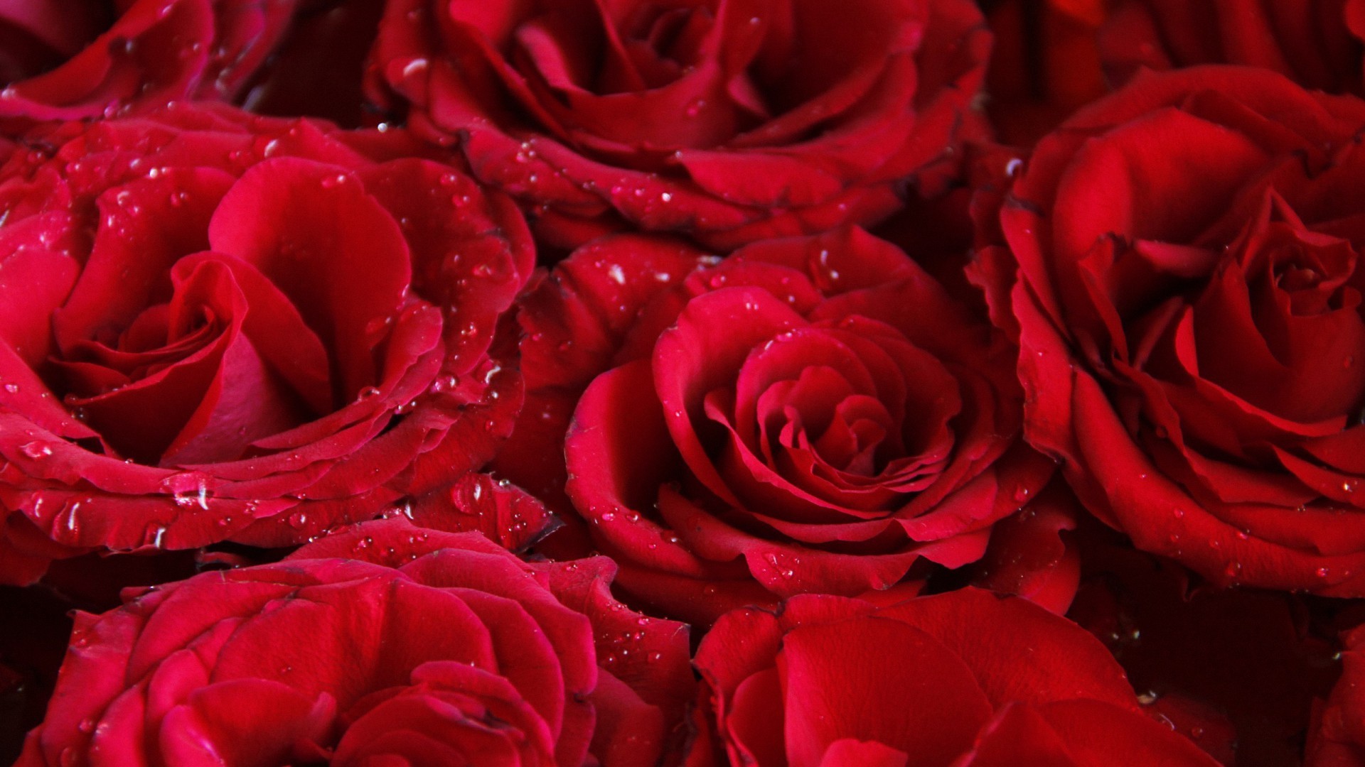 1920x1080 pretty red roses HD wallpapers - desktop backgrounds