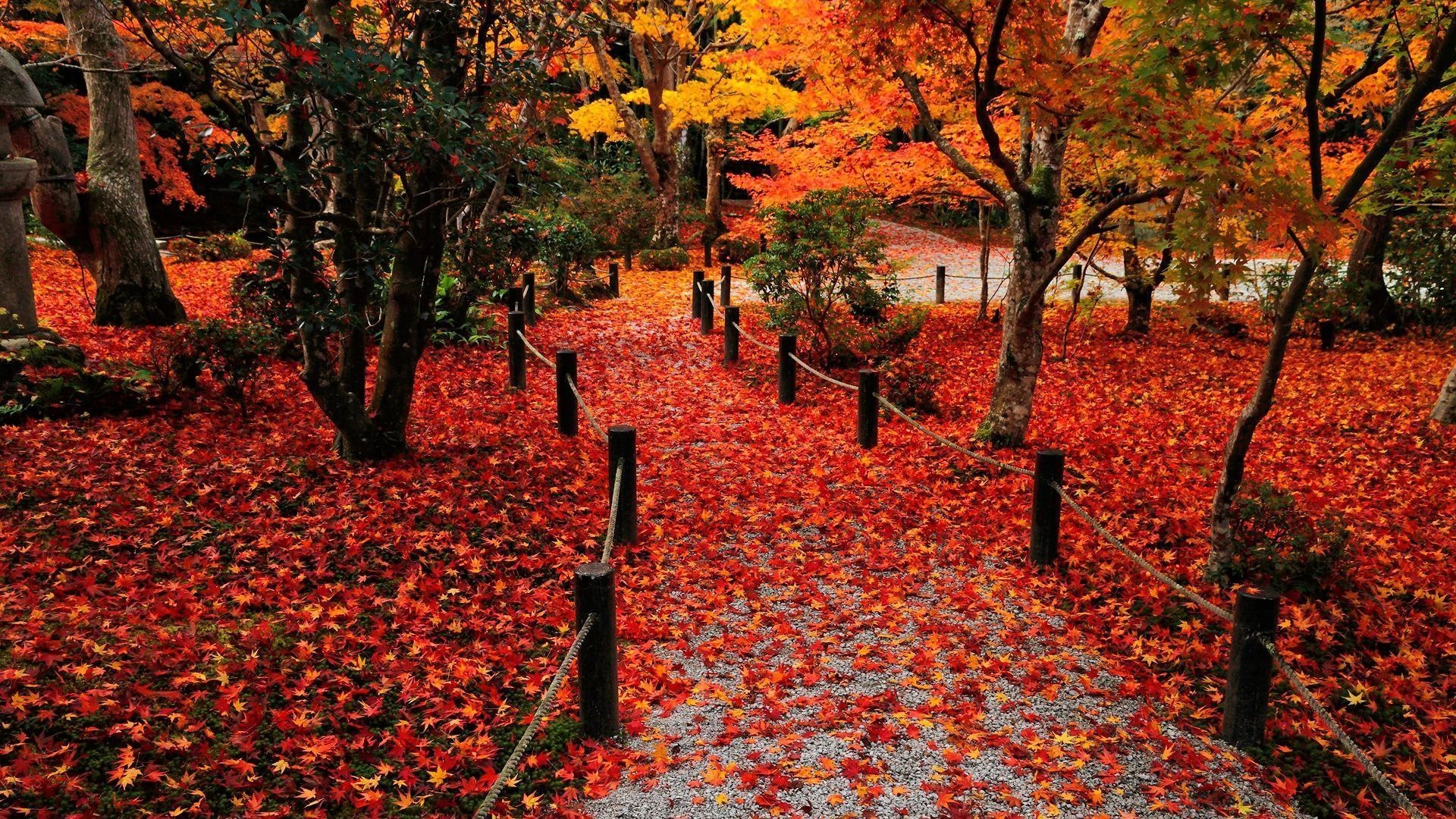 1920x1080 Autumn Leaves Desktop Wallpaper