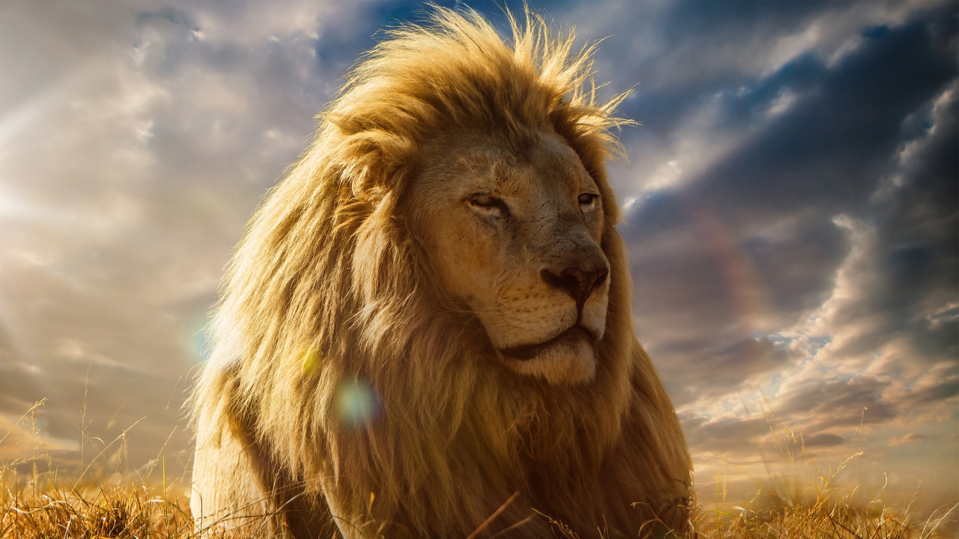 1920x1080 Preview wallpaper lion, king of beasts, mane, savannah 
