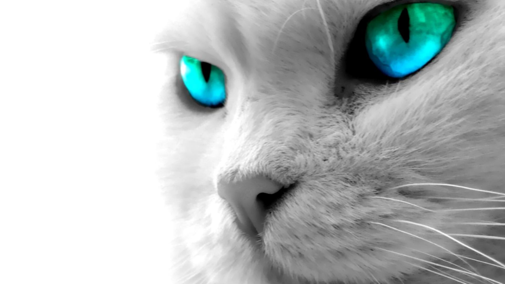 1920x1080 Cat Blue Eyes High Definition