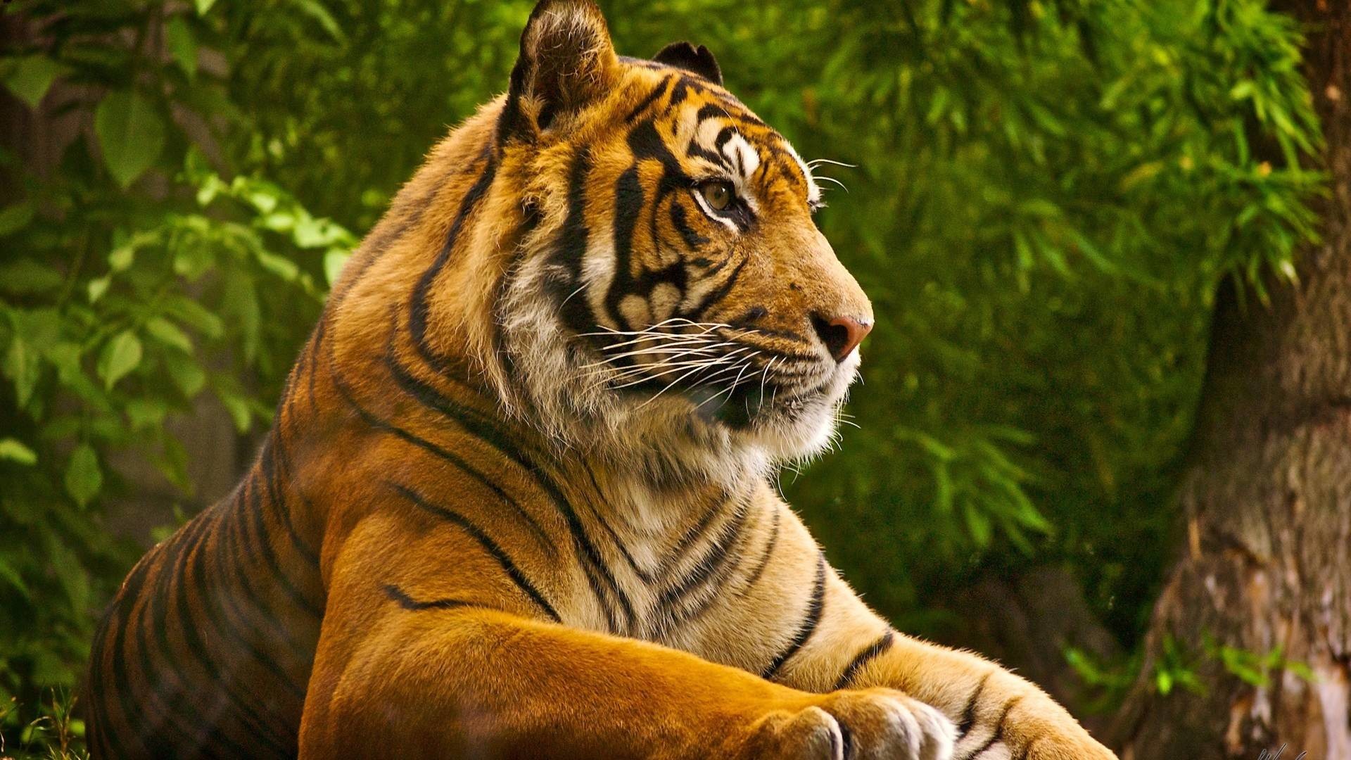 1920x1080 Beautiful Nature Animals Â· Animals for Gt Animated Wallpapers ...