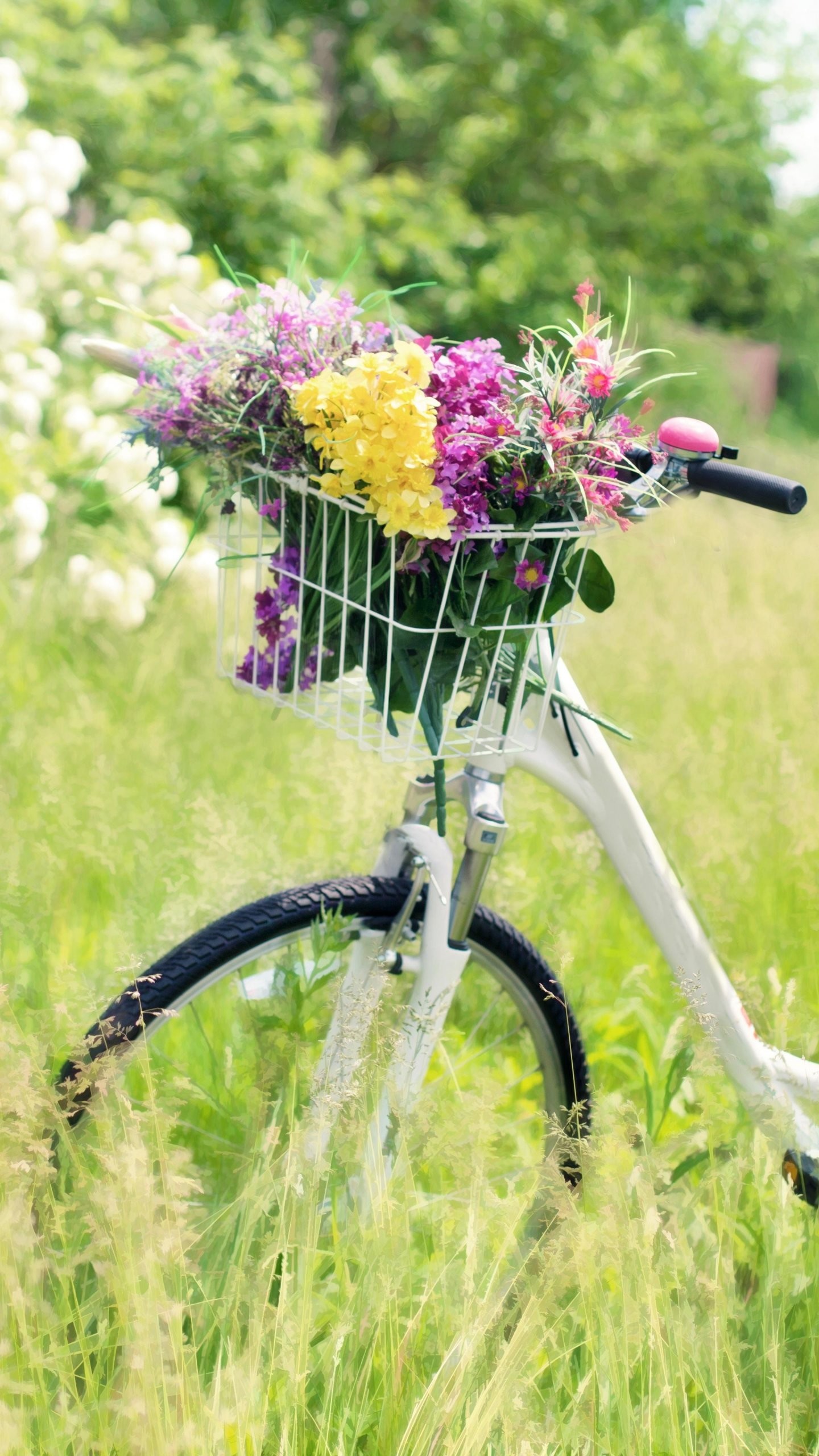 1440x2560 Romantic Bicycle in Meadow