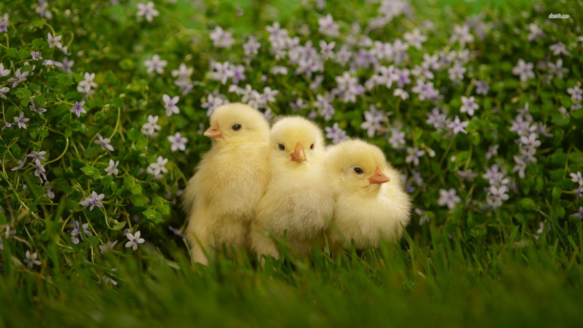 Easter Wallpaper With Cute Animals (51+ images)