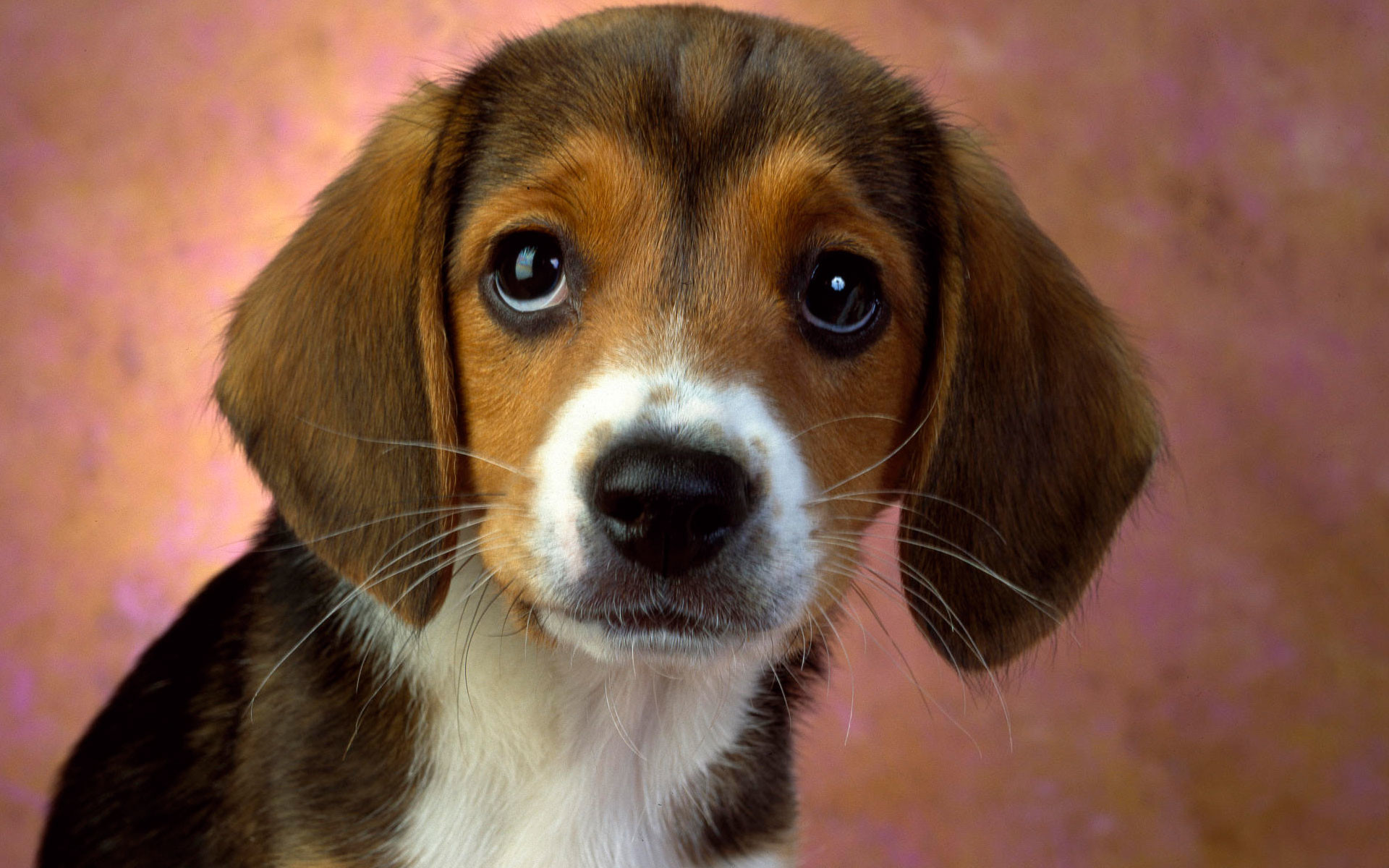 1920x1200 Puppy Eyes Beagle