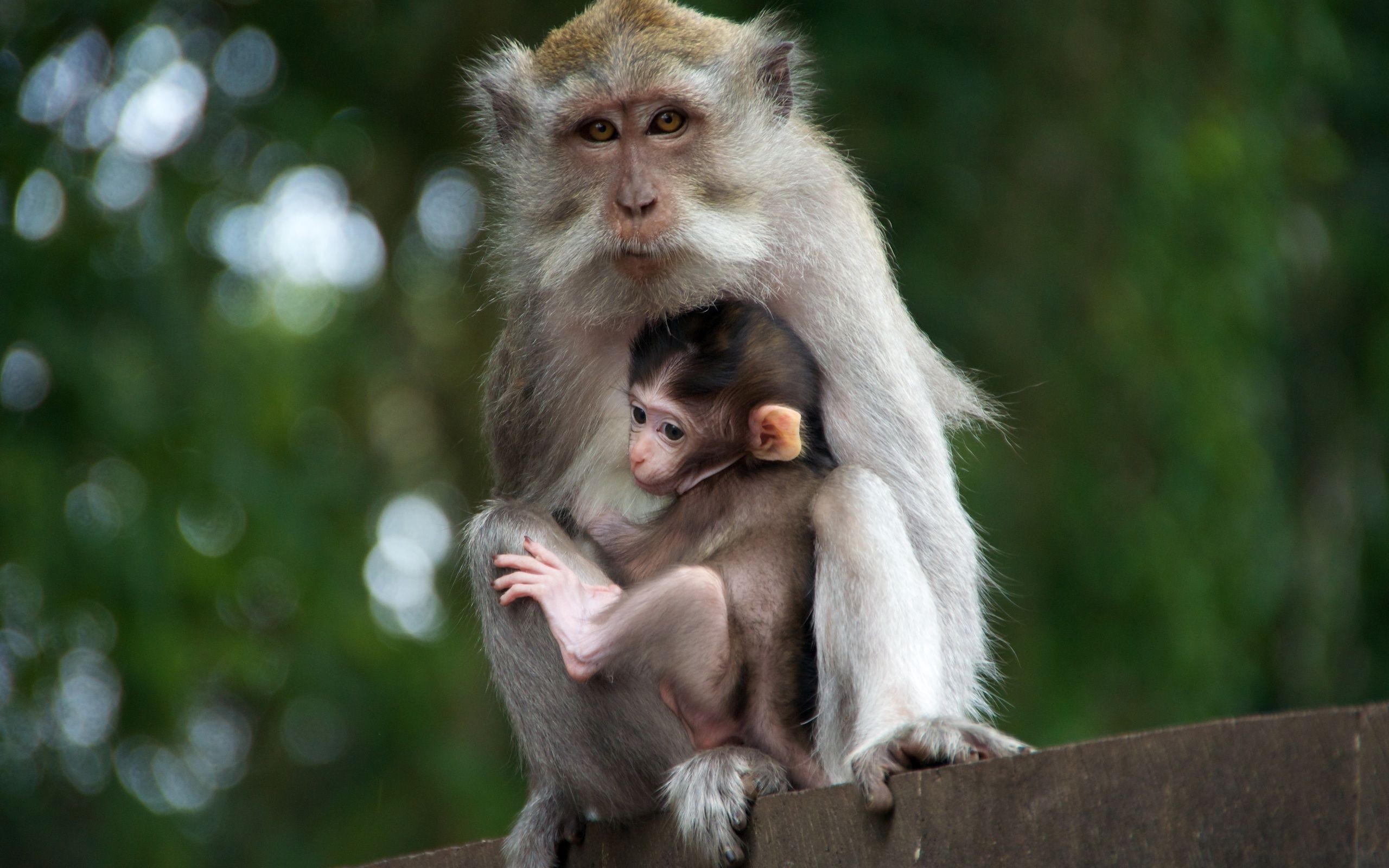 2560x1600 Animal - Monkey Animal Bokeh Baby Animal Wallpaper