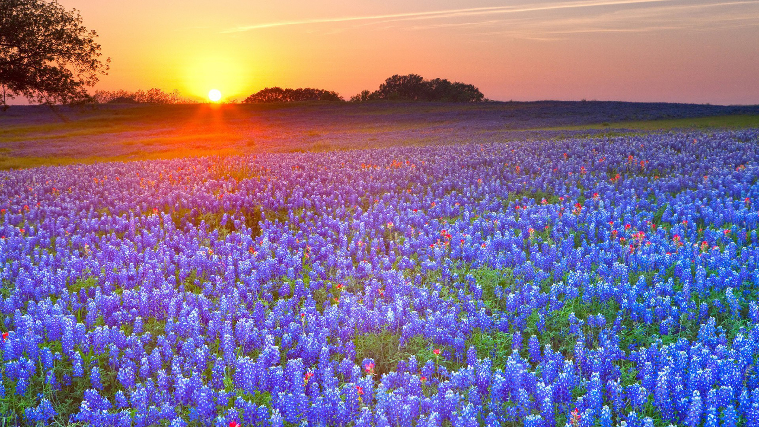 2560x1440 Earth - Texas Bluebonnets Texas Flower Sunrise Sunset Wallpaper