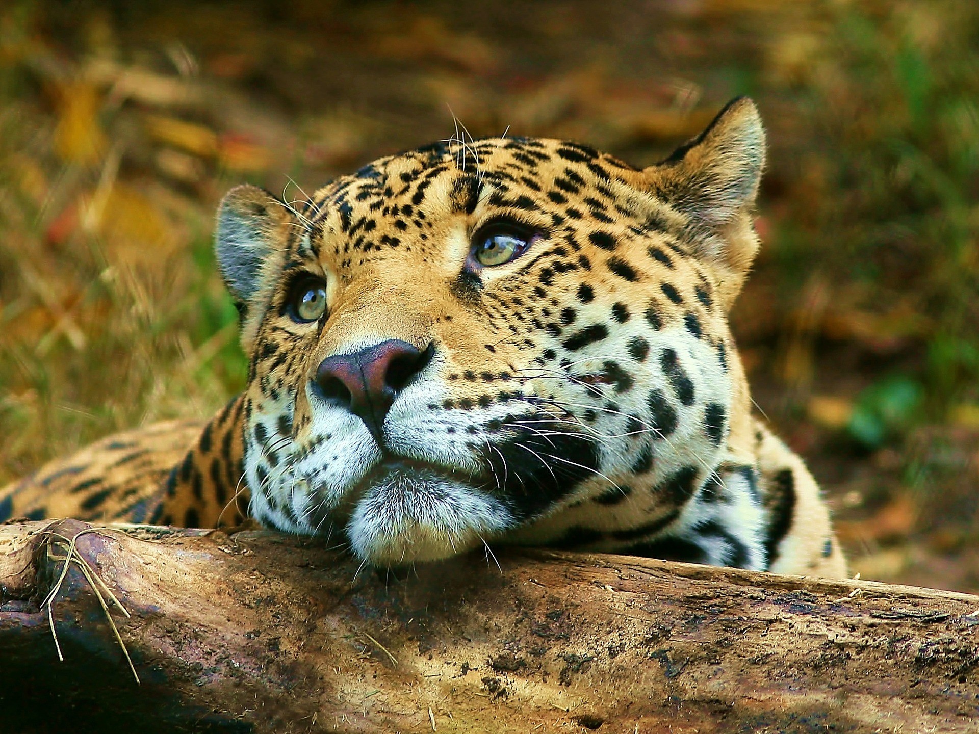 1920x1440 leopard daydreaming animals wallpaper