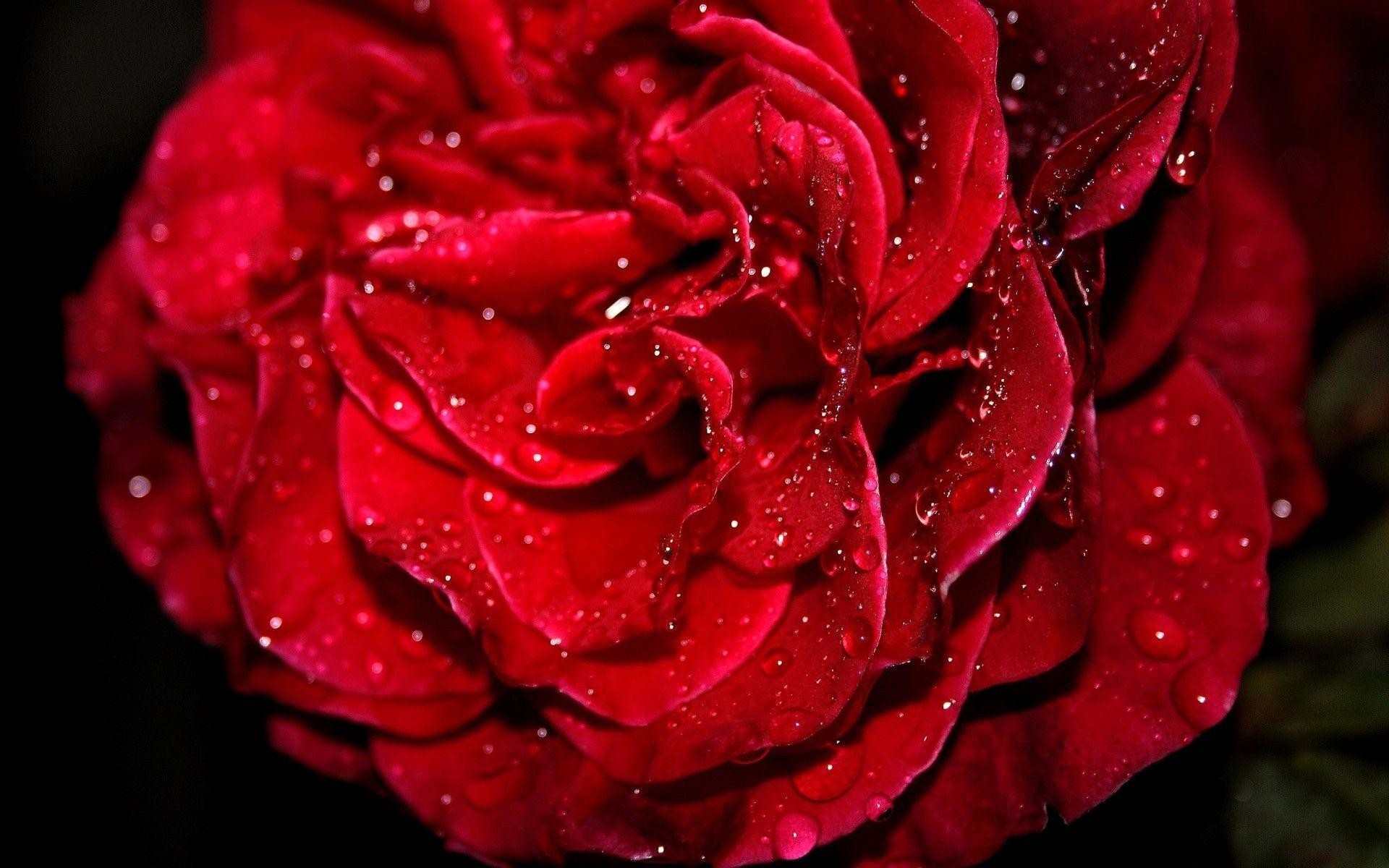 1920x1200 Fresh Red Rose Wallpapers | HD Wallpapers