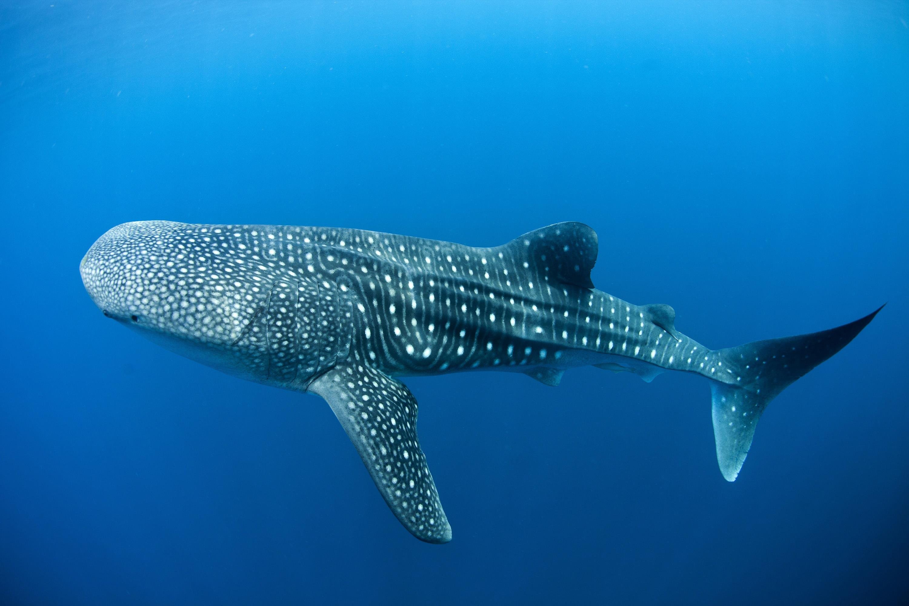 3000x2000 Whale Shark Skeleton Â· Underwater Blue Whale