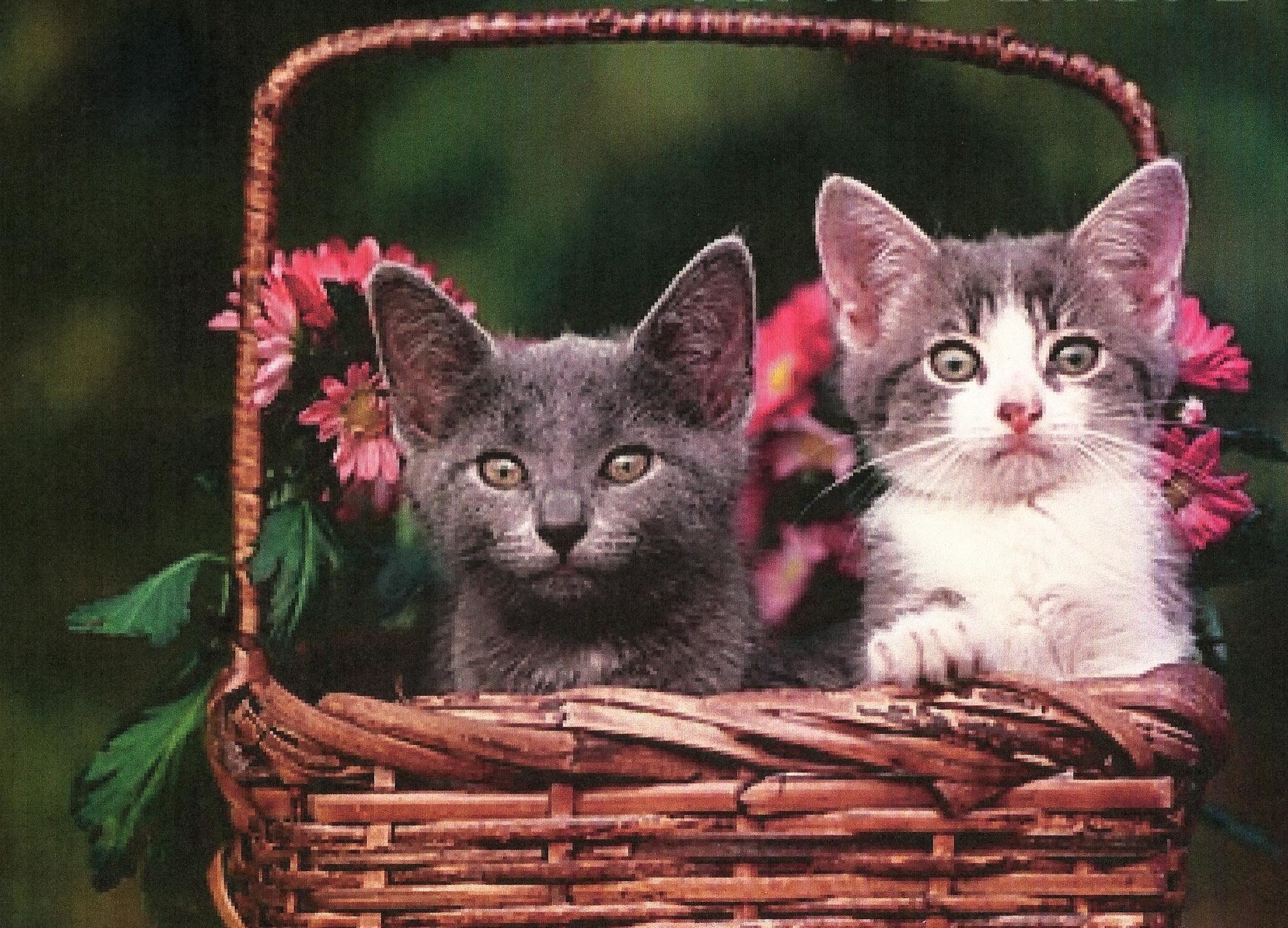 1970x1420 Two Kittens In A Flower Basket