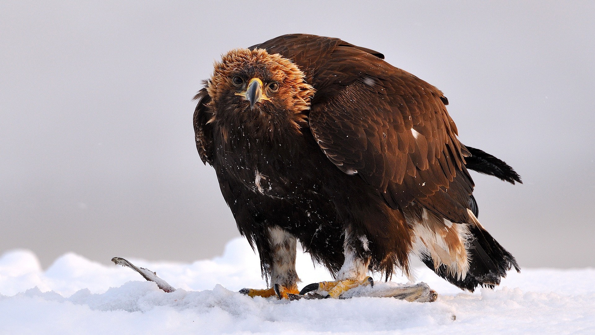 1920x1080 Eagle Golden Snow Eagles Birds Wallpaper Bird Live - 