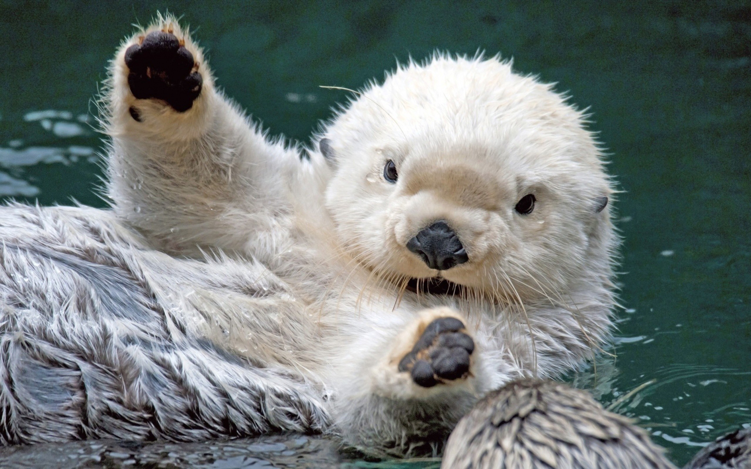 2560x1600 Say Awwww with These Baby Animal Wallpapers
