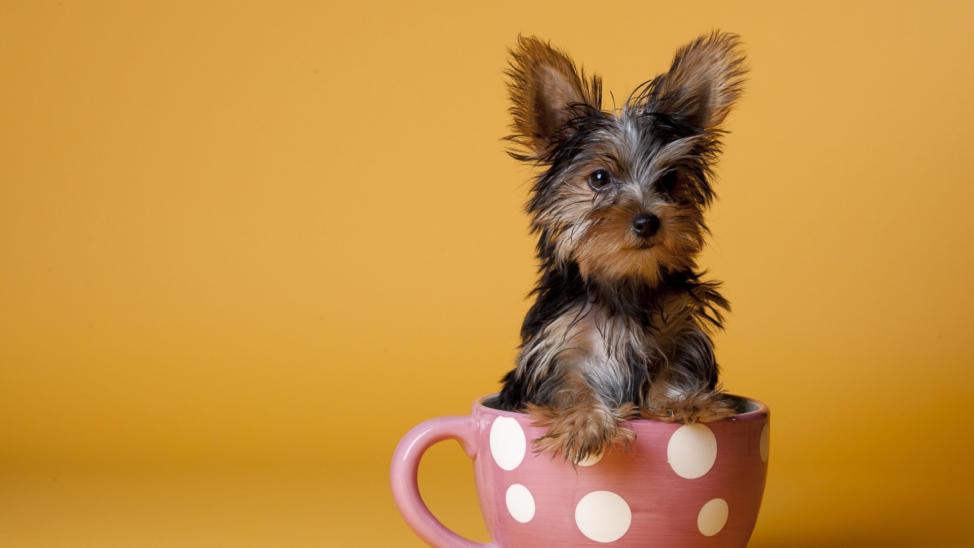 1920x1080  Wallpaper yorkshire terrier, cup, puppy, dog, sit