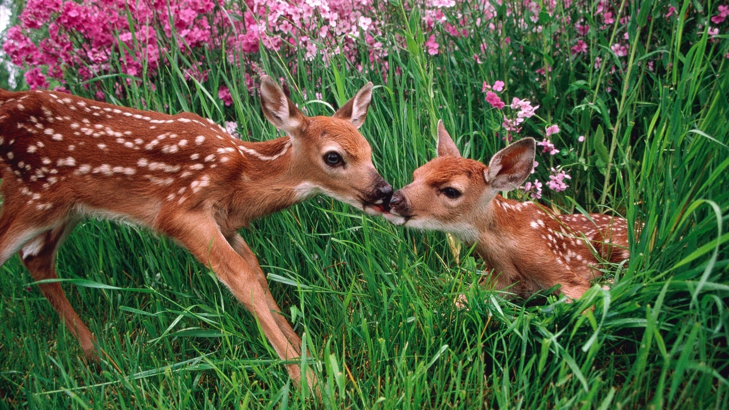 2560x1440 Baby Animals | Download HD Wallpapers