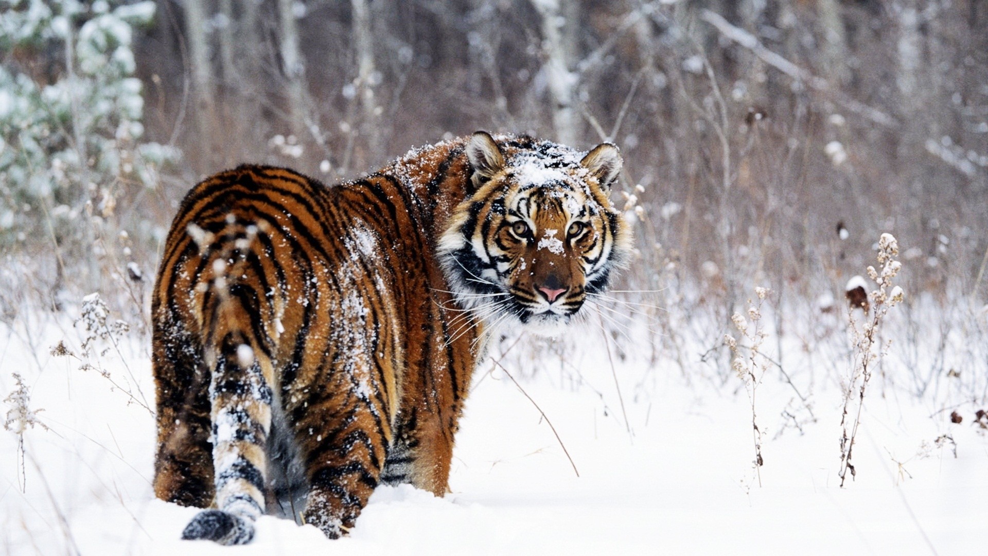 1920x1080 Tiger in Snow