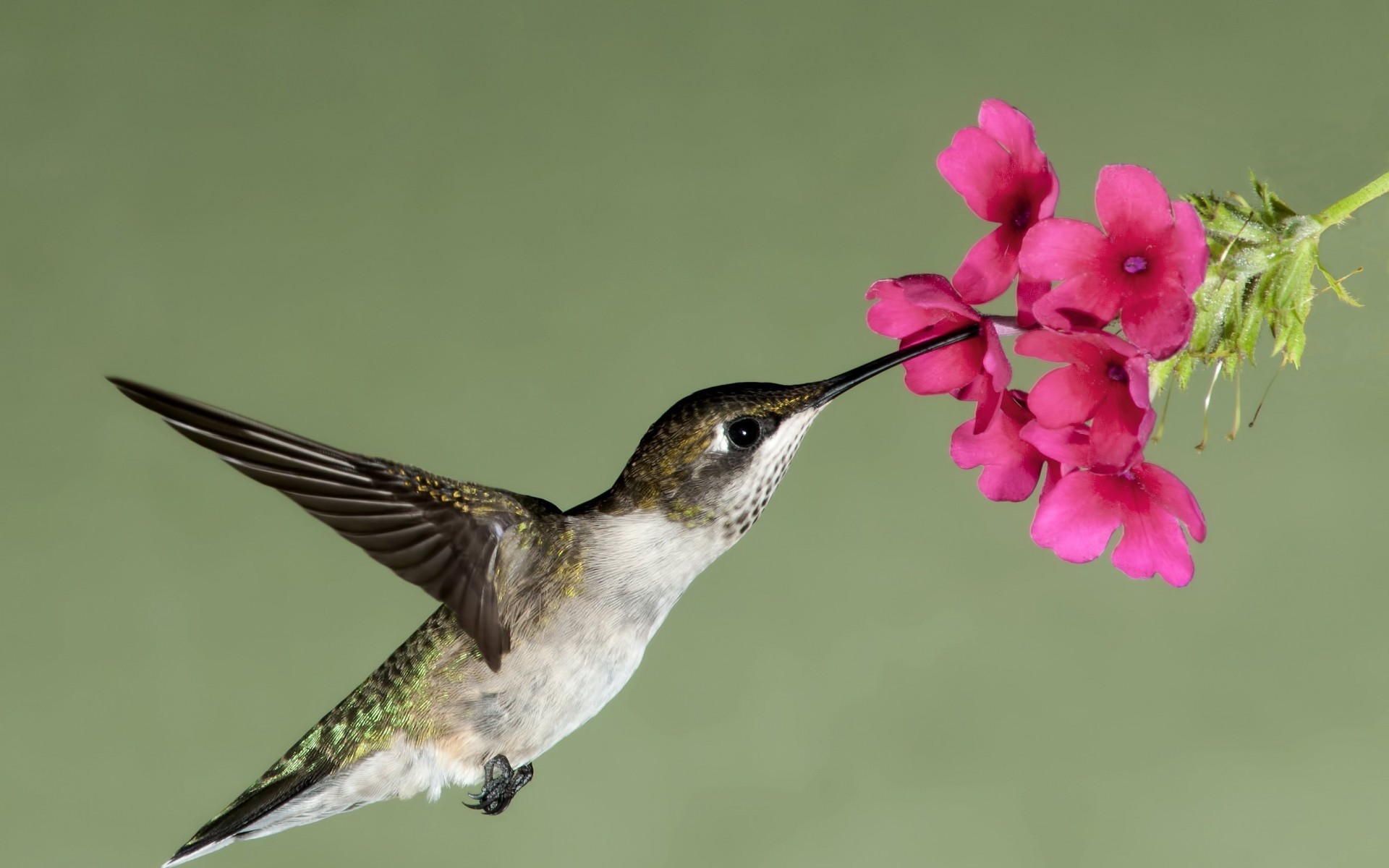 1920x1200 Hummingbird flower