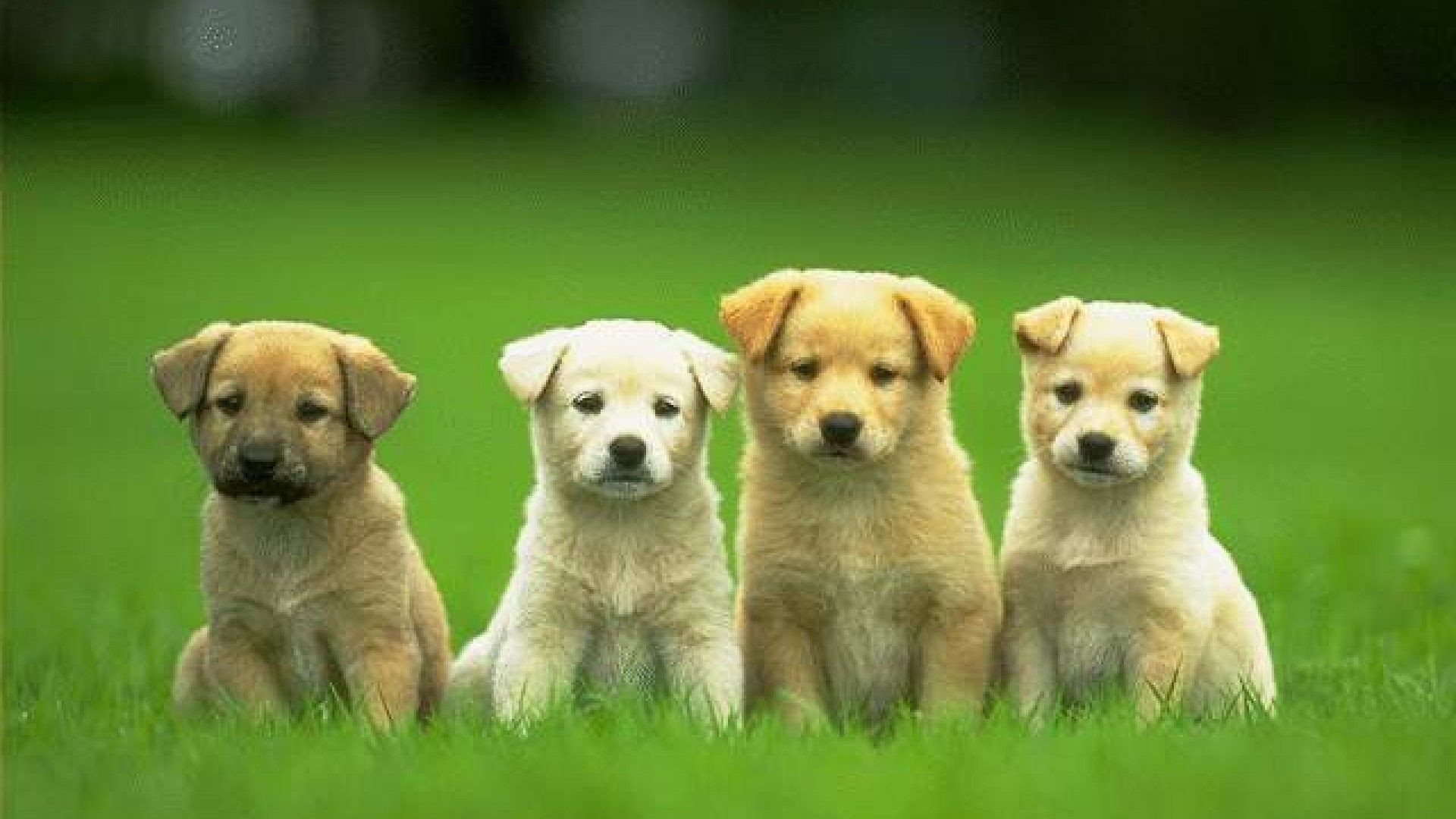 1920x1080 Cute and Funny Puppies Small Dog Image.