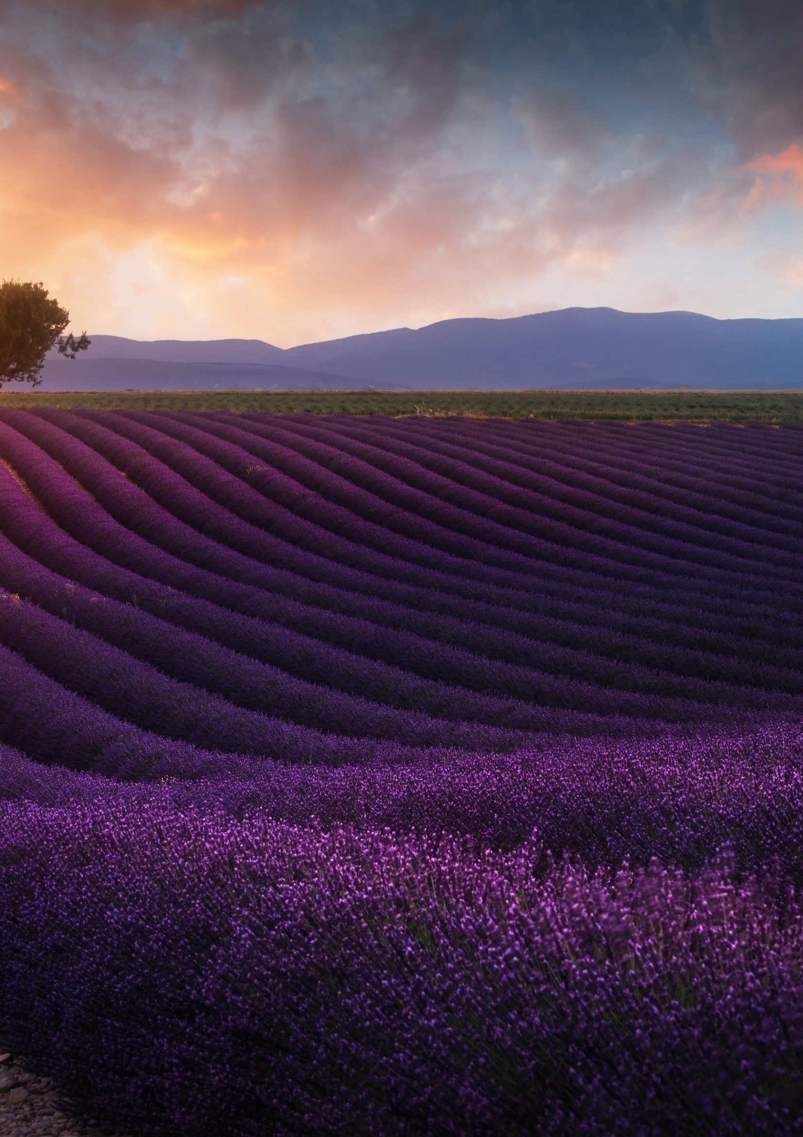 1653x2339 Lavender Field, Sunrise, Scenic, Trees, Purple Flowers