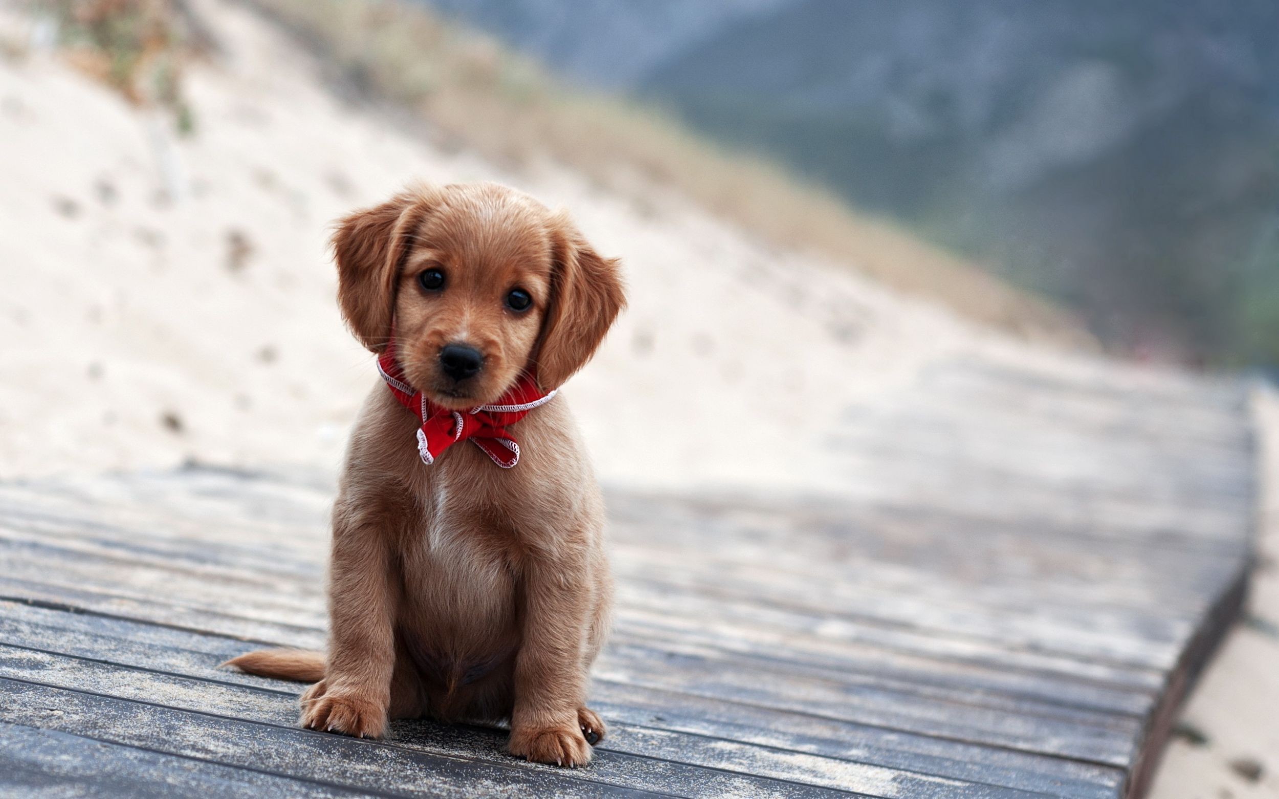 2500x1562 Cool Cute Puppy Backgrounds for Desktop: 07.16.14 – download free