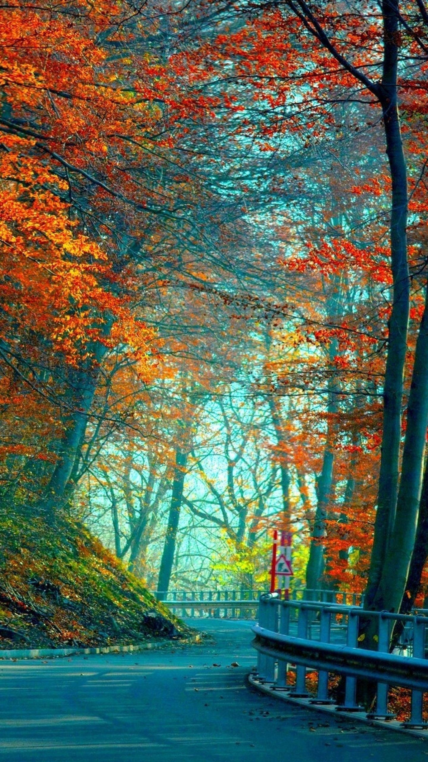 1440x2560 Wood Bridge in Autumn Forest Best HD Wallpapers For iPhone and