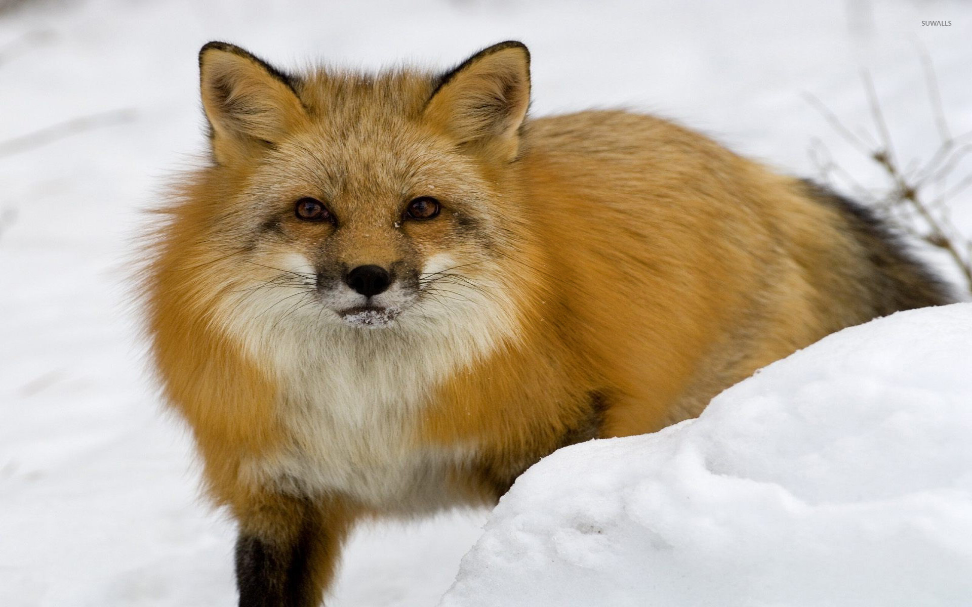 1920x1200 Red fox in the snow wallpaper