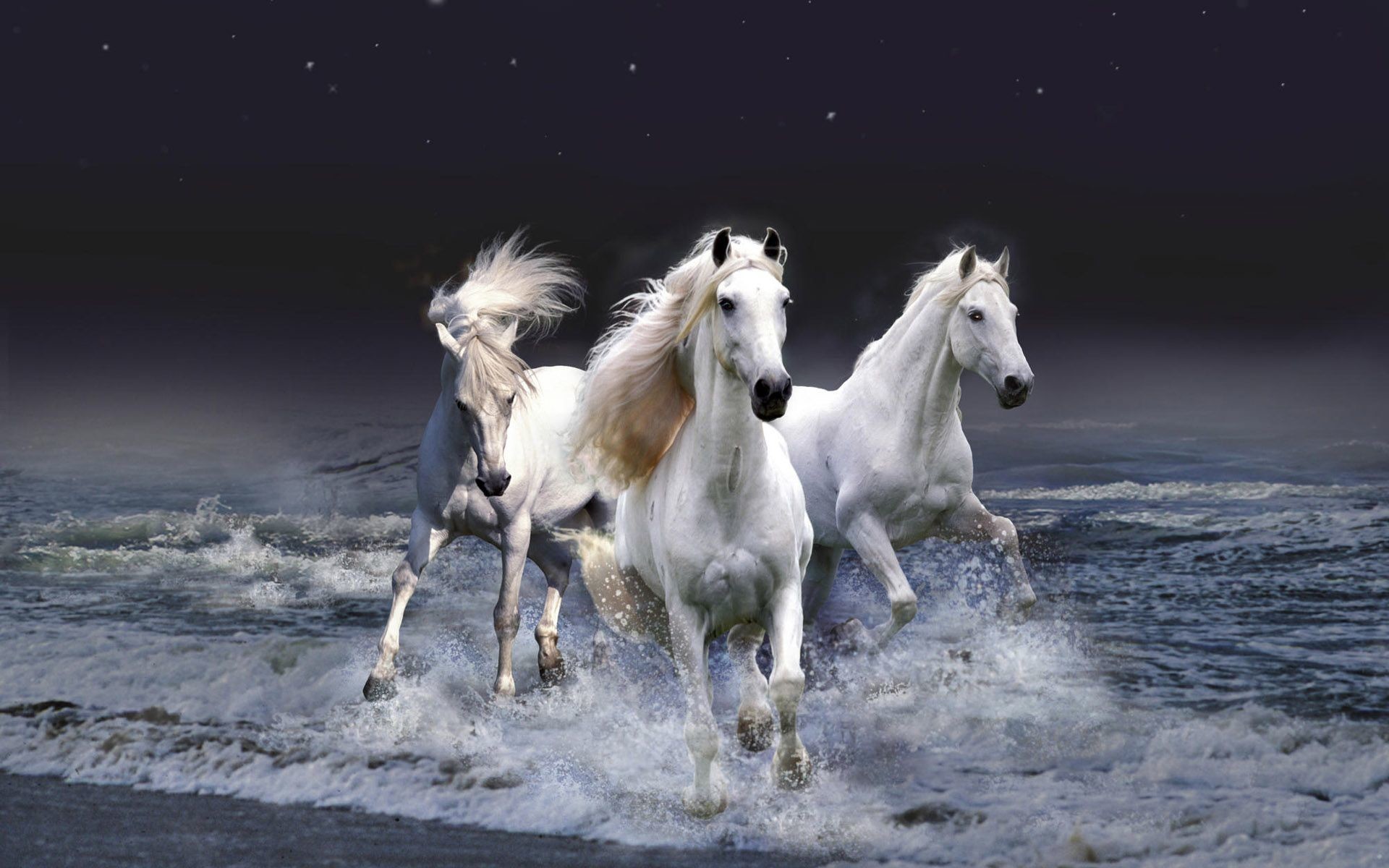 1920x1200  Wild Horses And The Sea Wallpaper