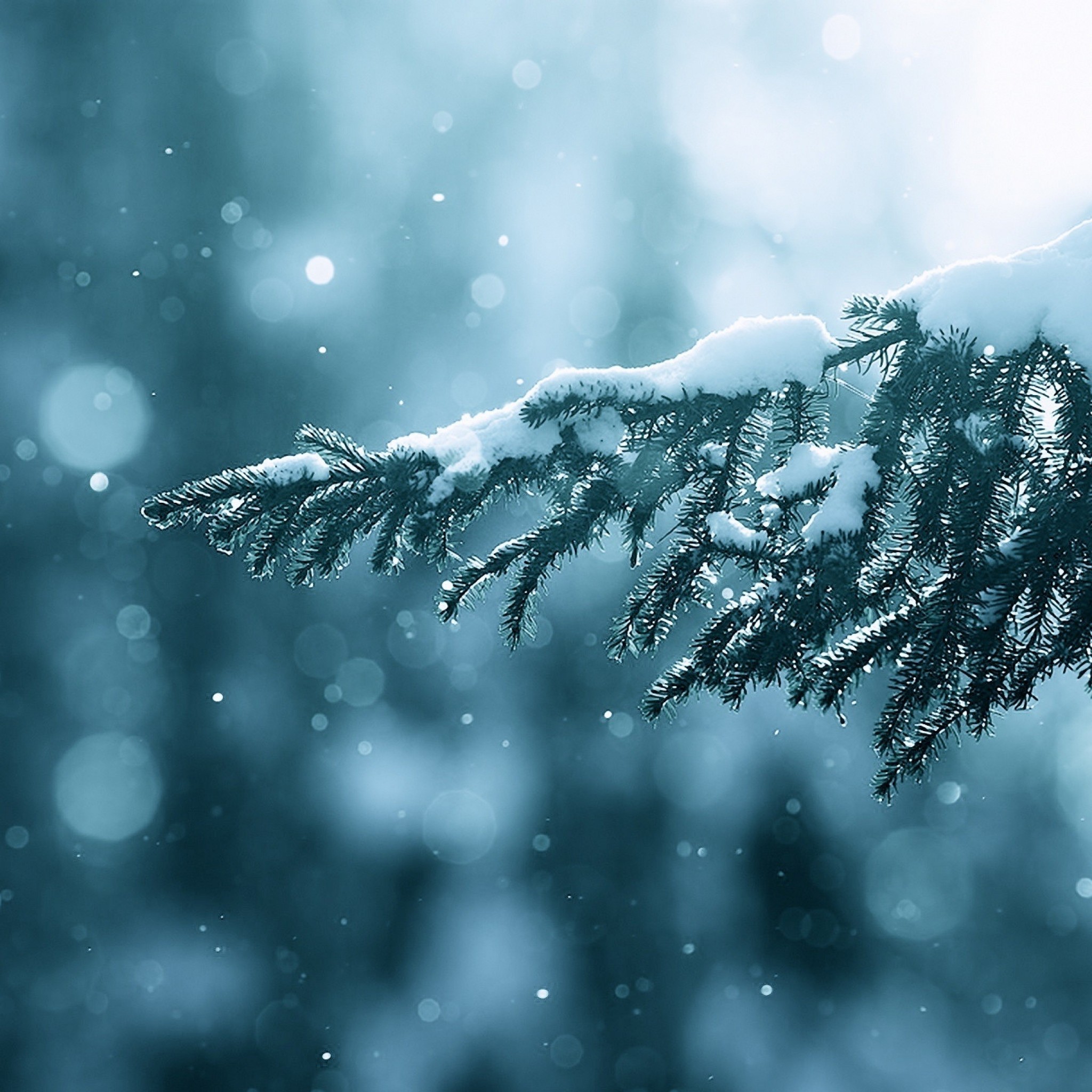 2048x2048 Winter Season Snow Trees Lens Flare iPad Air Wallpaper Download .