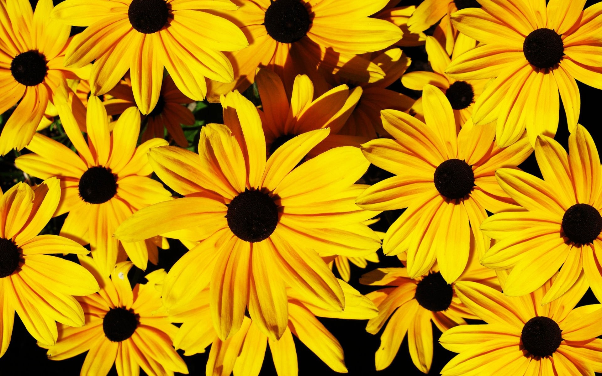 1920x1200 Yellow Flowers Background 367868