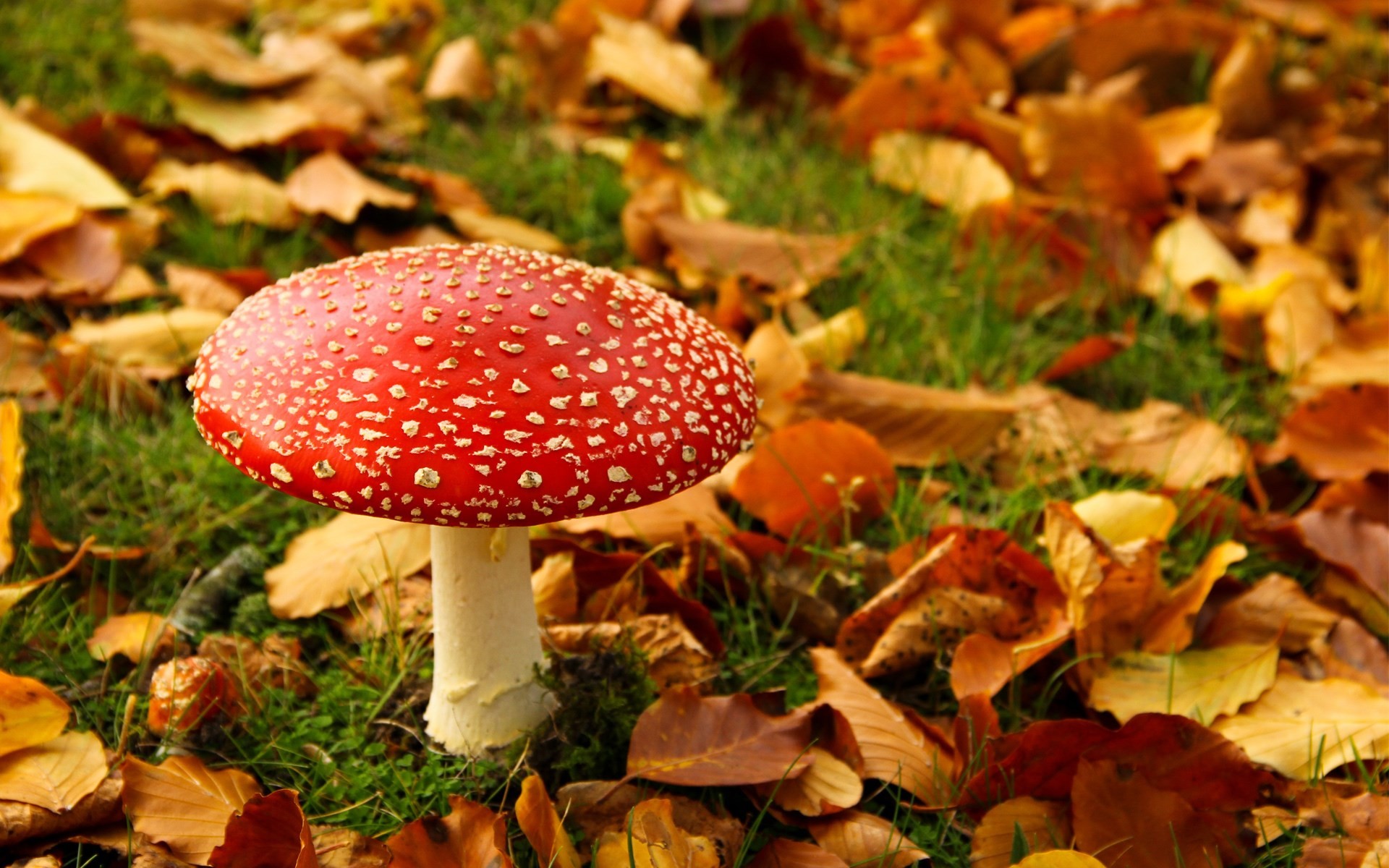 1920x1200  px mushroom wallpaper - Full HD Wallpapers, Photos by Tabor Smith