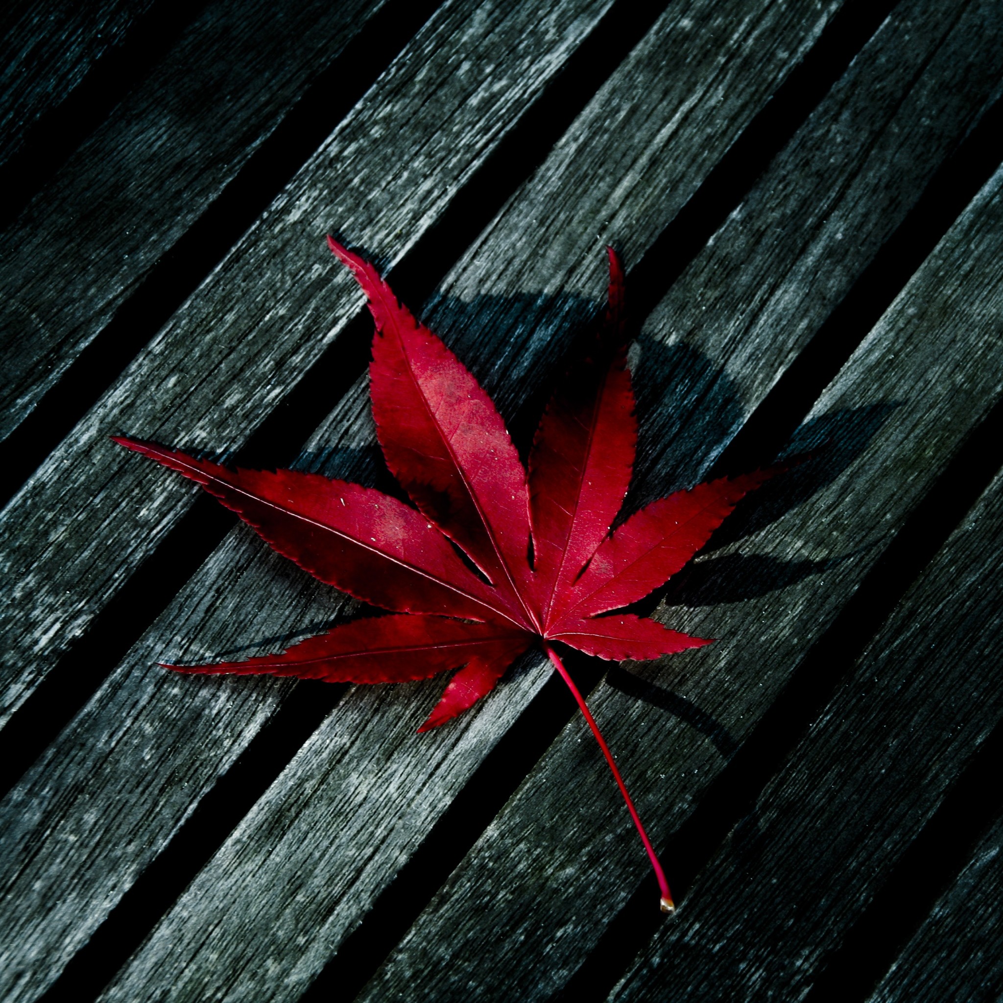 2048x2048 red Japanese Maple leaf