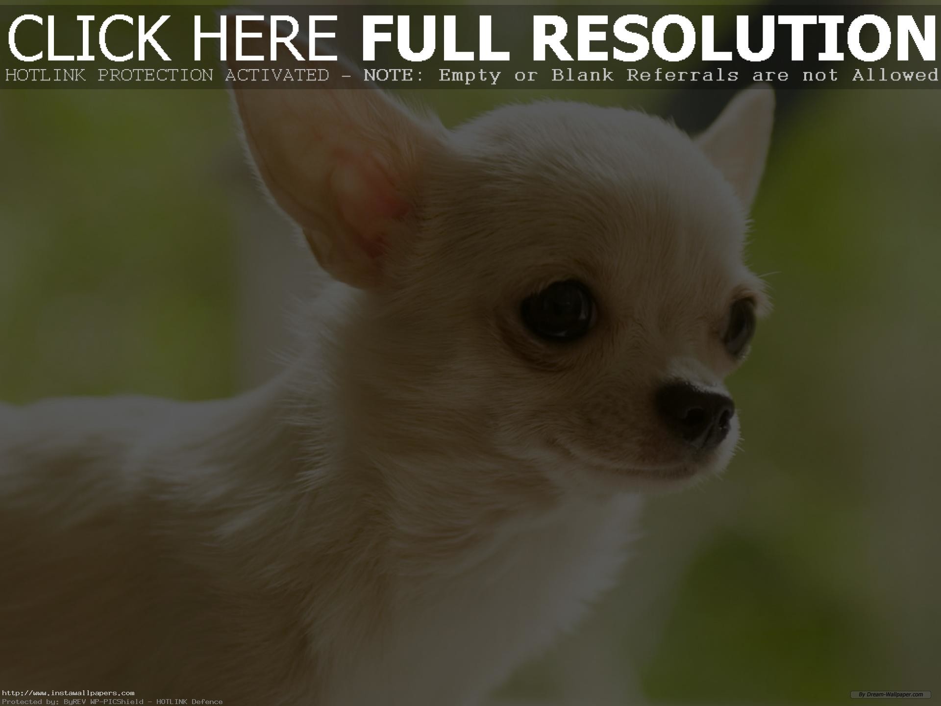 1920x1440 ... free chihuahua puppy wallpaper for desktop HD PC Laptop background