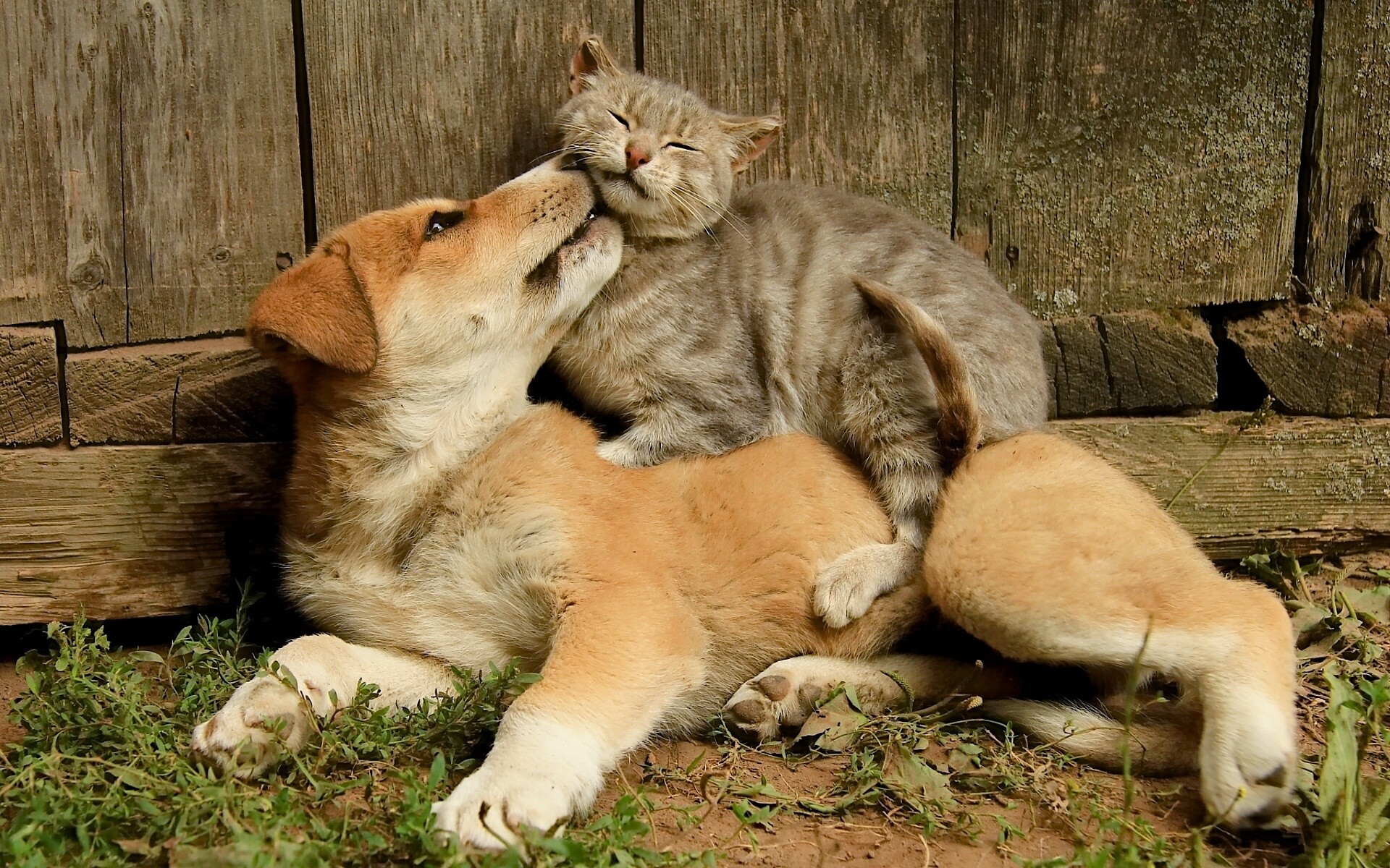 1920x1200 Wallpaper cat, dog, kitten, puppy, love, kiss desktop wallpaper