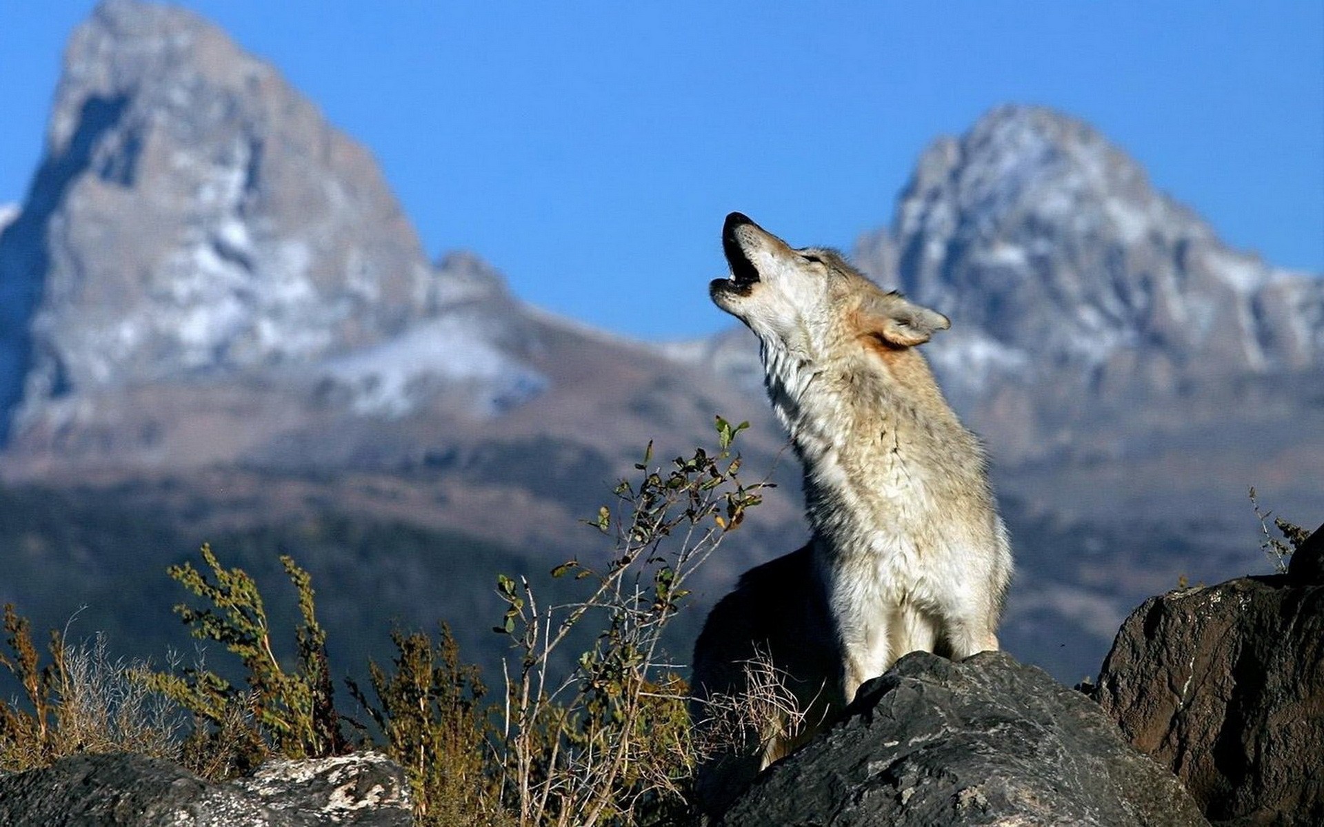 1920x1200 Types of Wolves and the Amazing Facts You Need to Know About Them
