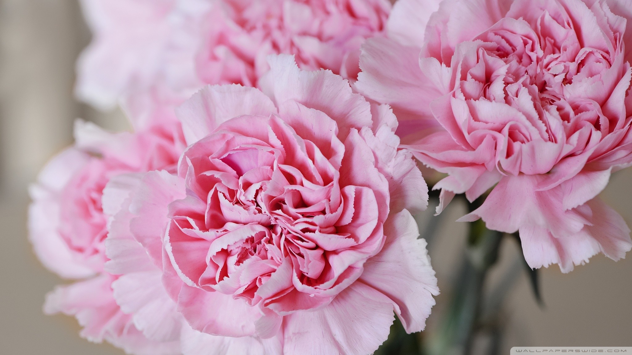 2048x1152 Pink Carnations 16 High Resolution Wallpaper - HdFlowerWallpaper.com ...