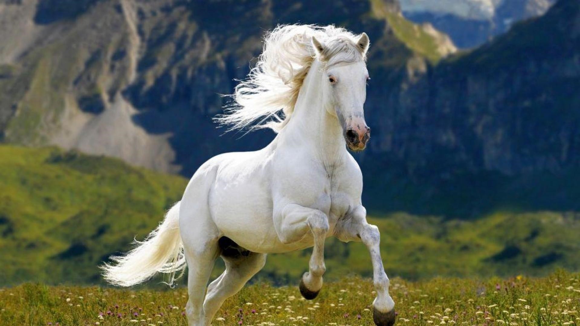 1920x1080 horse high definition wallpapers