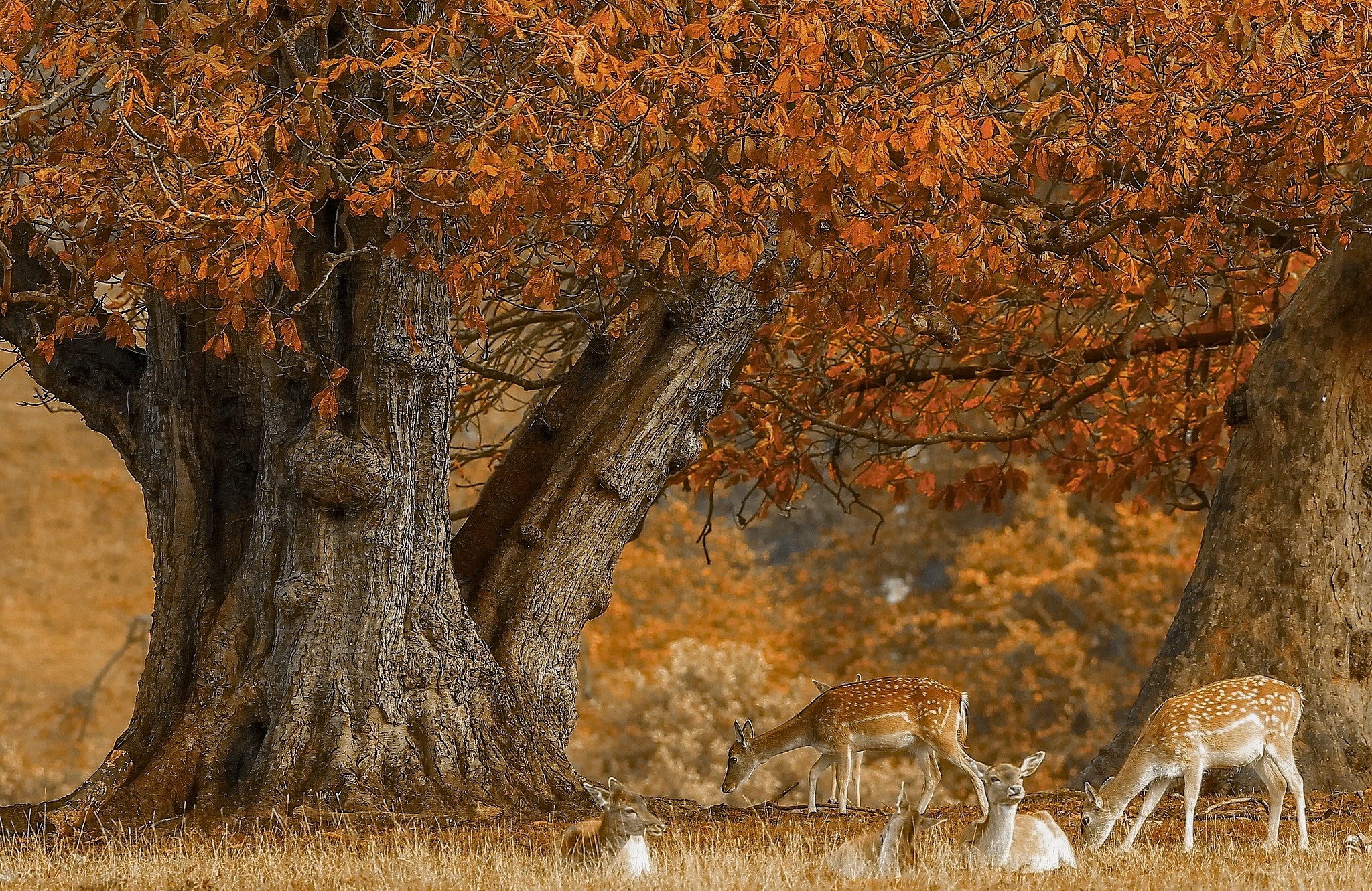 2048x1331 Animal - Deer Tree Fall Wallpaper