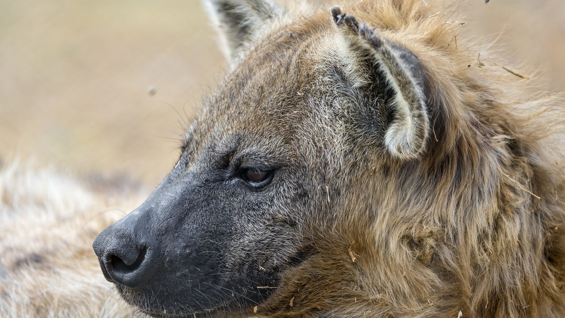 1920x1080 Animals - Hyena Wild Animals Live Wallpapers for HD 16:9 High Definition  1080p 900p