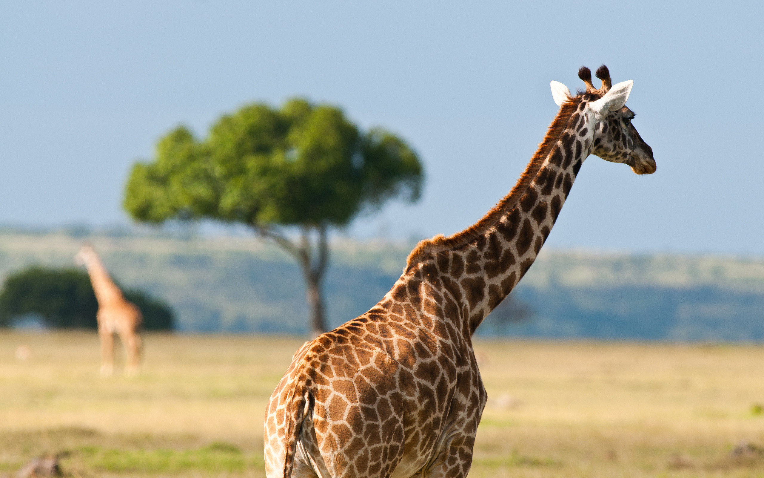 2560x1600 African-safari-giraffe-wallpaper