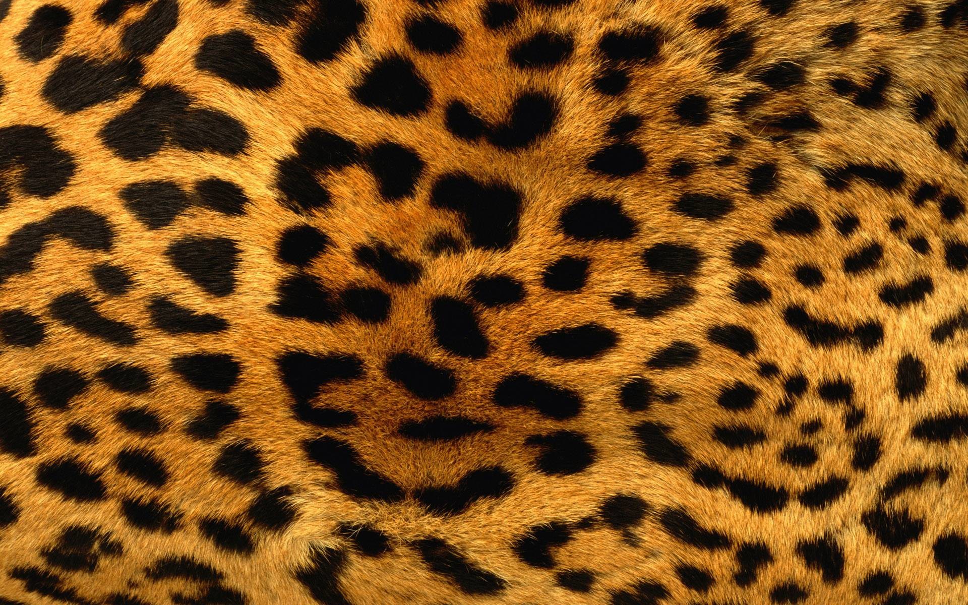 1920x1200 Free Furry Leopard Print Wallpapers, Free Furry Leopard Print HD .