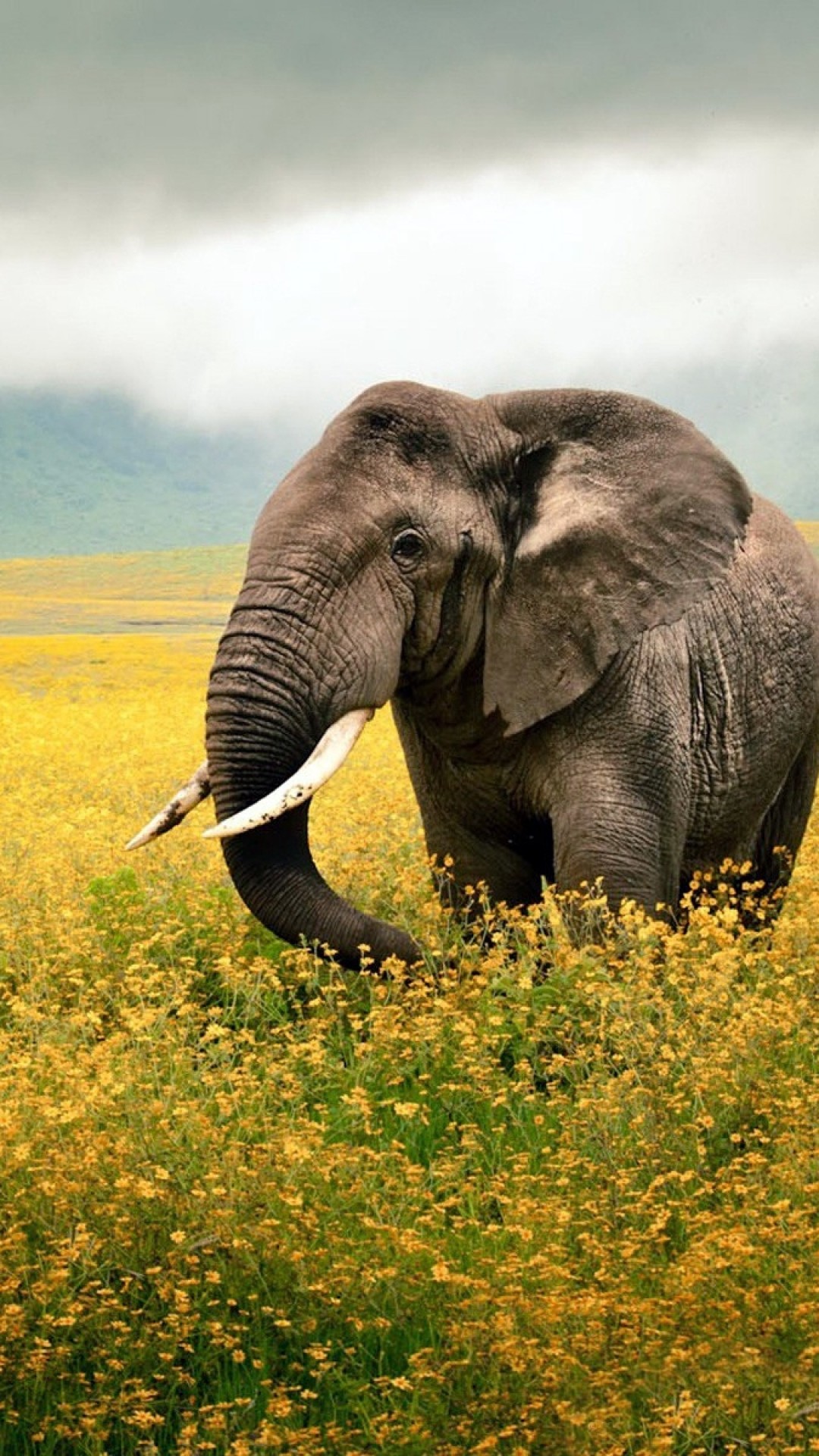 1080x1920 Preview wallpaper elephant, grass, field, walk, sky, beautiful scenery  