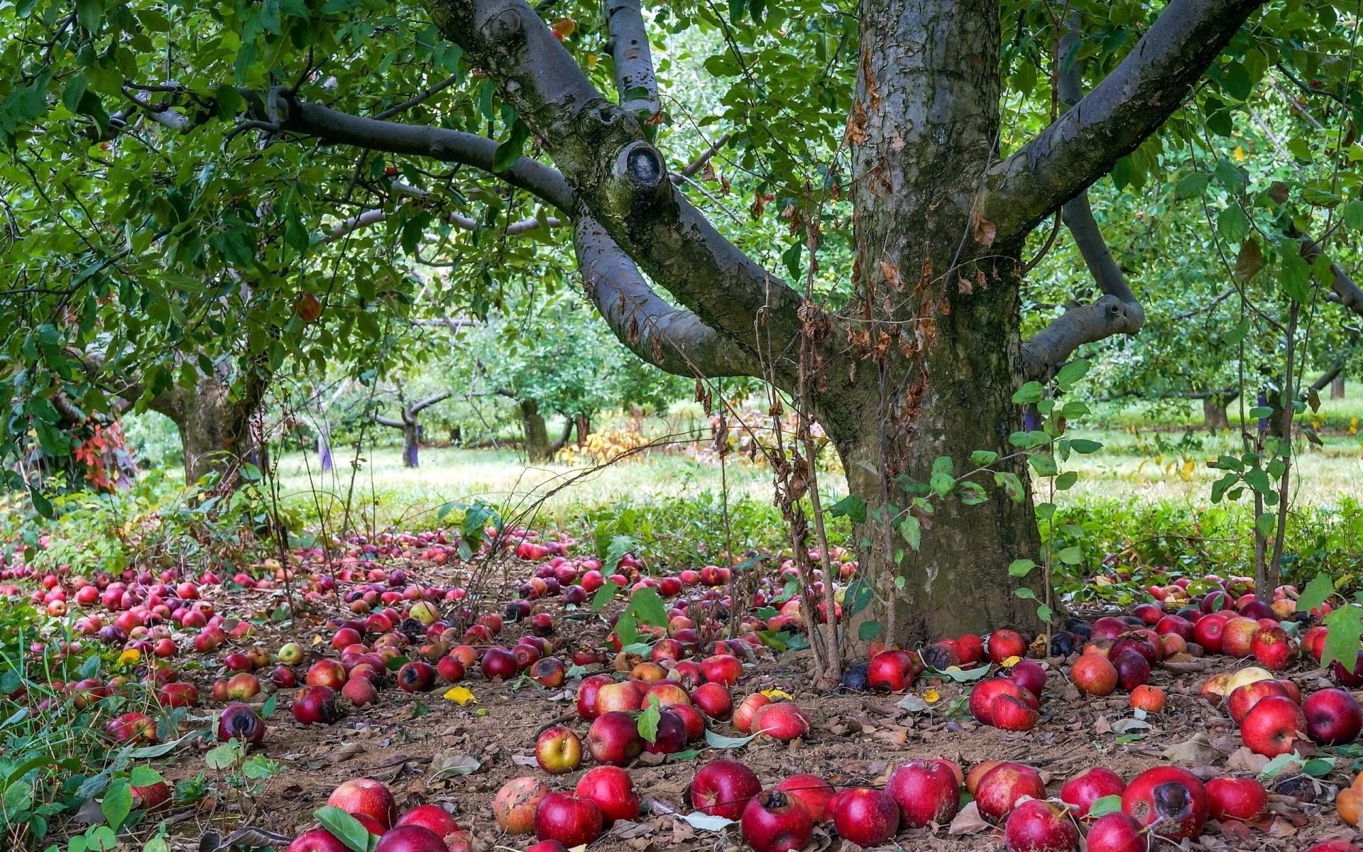 1920x1200 apple tree nature