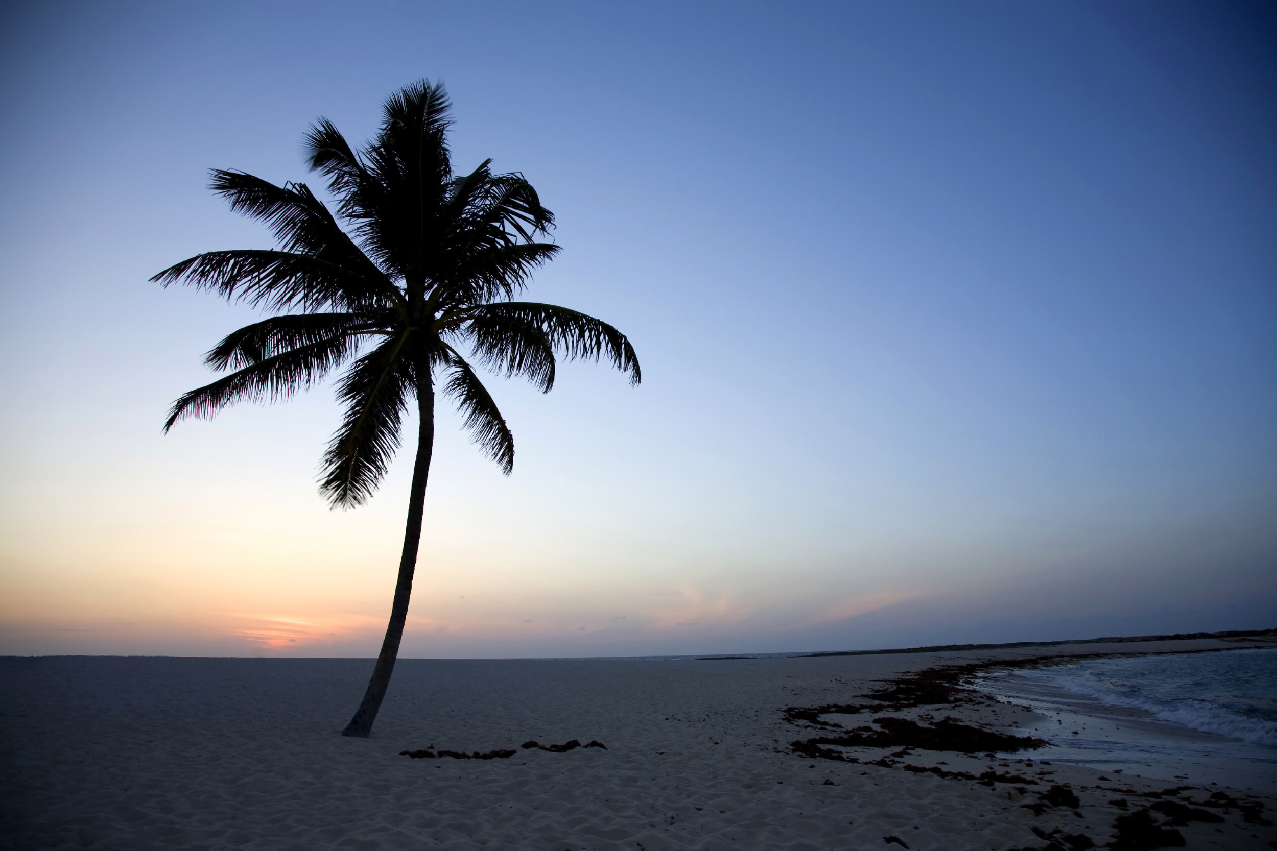 2500x1667 1920x1080 palm tree computer wallpaper Gorgeous Palm Tree Wallpaper Full HD  Pictures