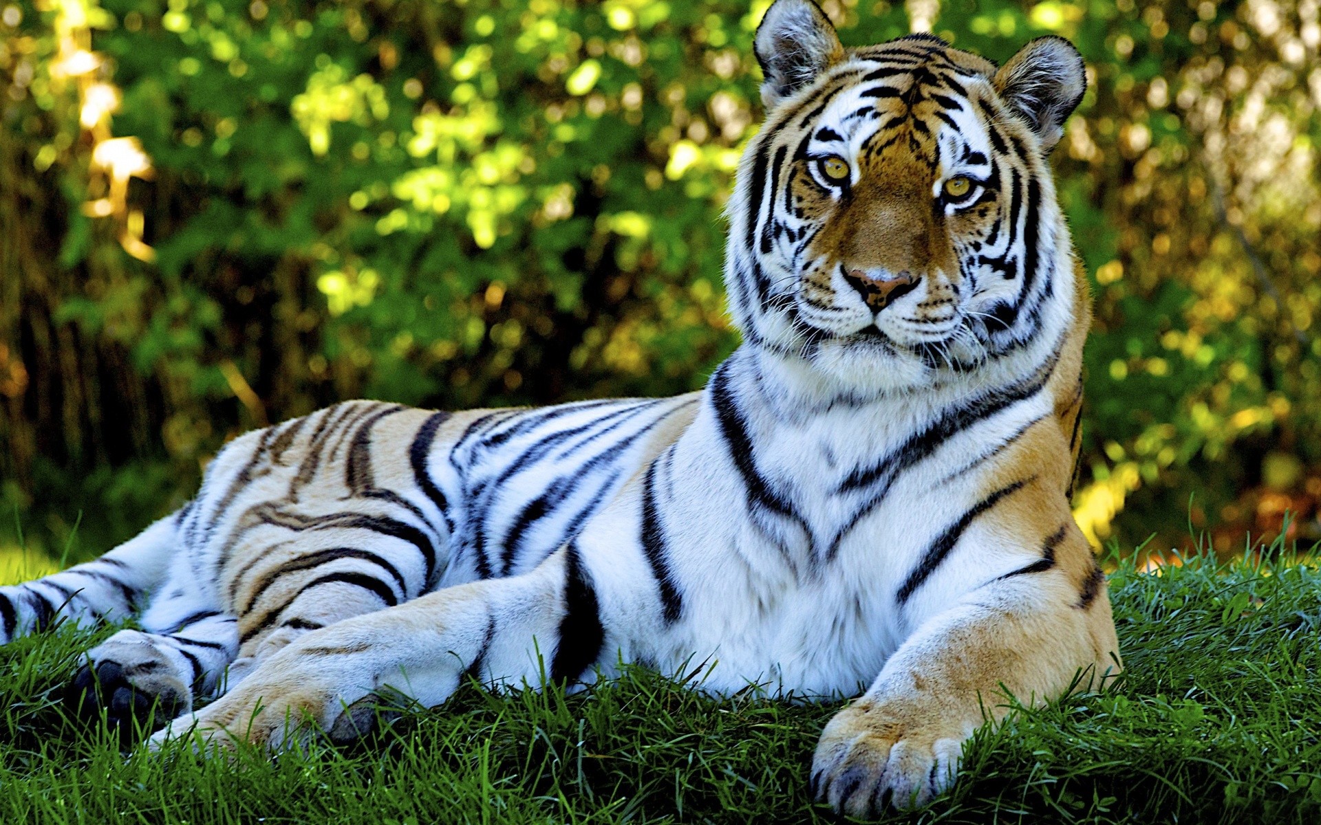 1920x1200 Animated Nature Wallpapers For Desktop - Tiger desktop backgrounds - Tiger  desktop backgrounds Wallpaper