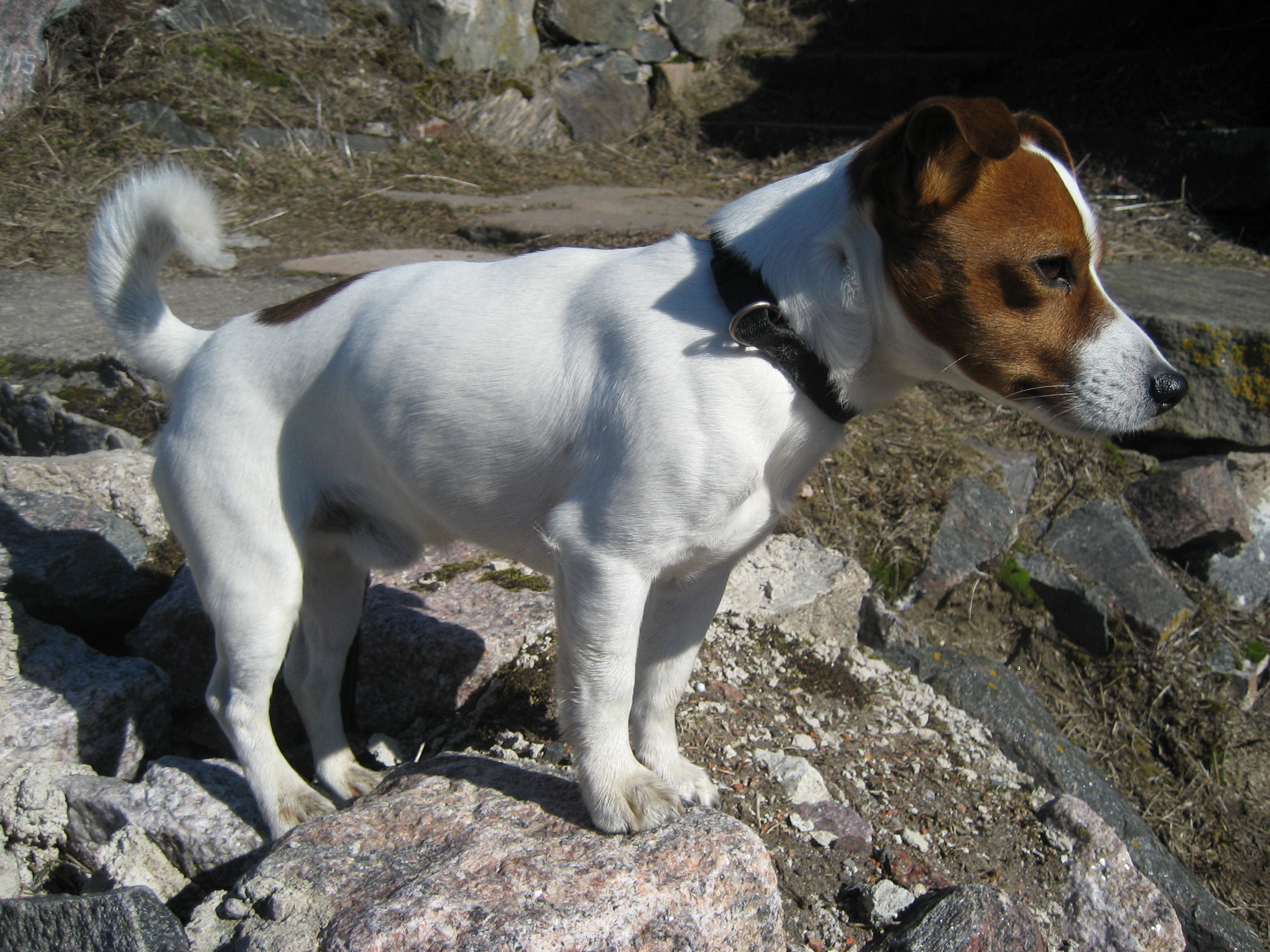 2816x2112 Jack Russell Terrier dog on the mountain photo