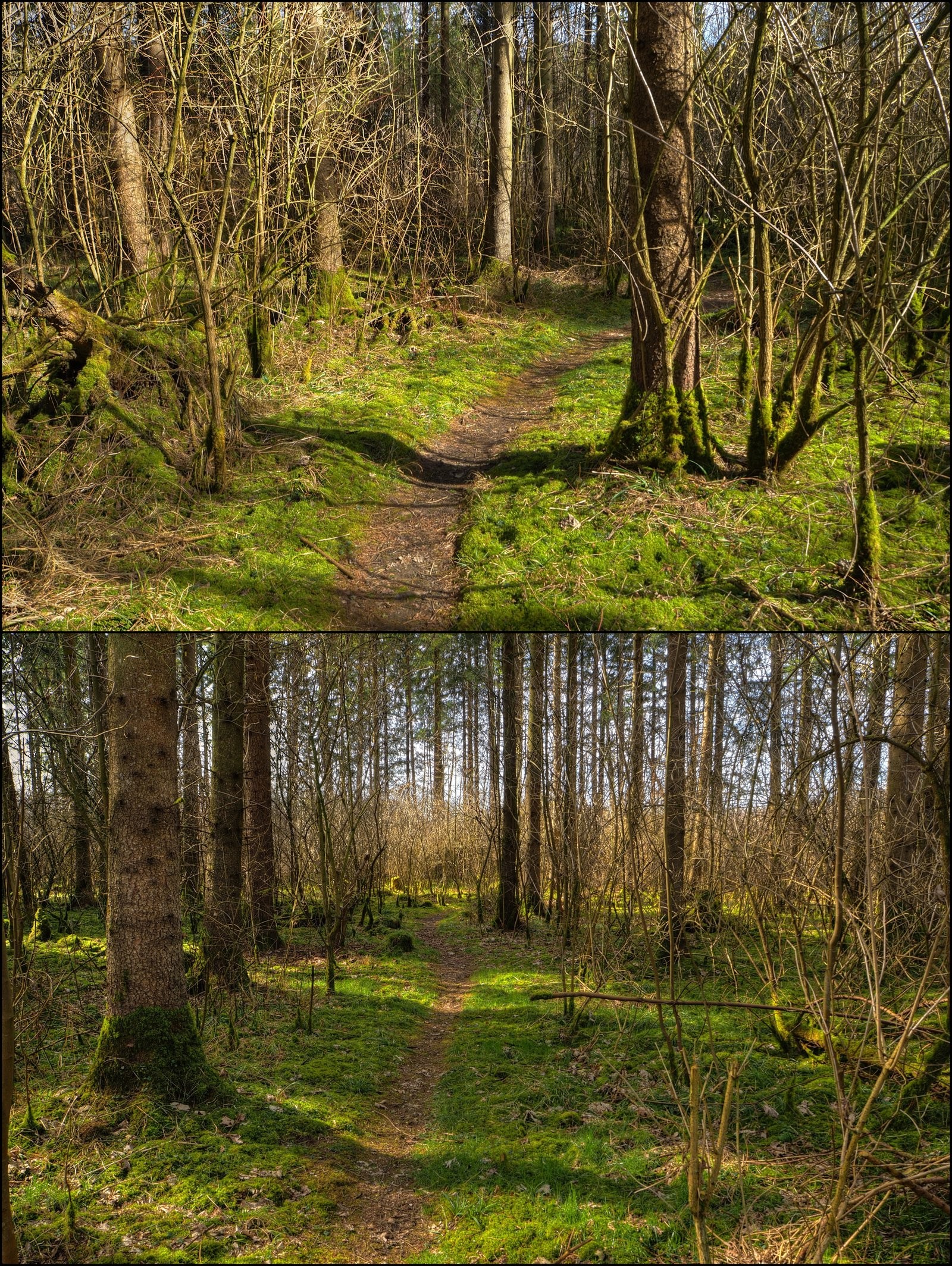 1600x2128 2x Spring Forest Background by Burtn 2x Spring Forest Background by Burtn
