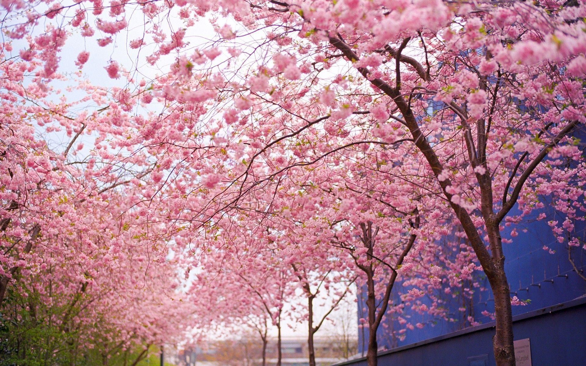 1920x1200 Wallpapers For > Desktop Background Cherry Blossom