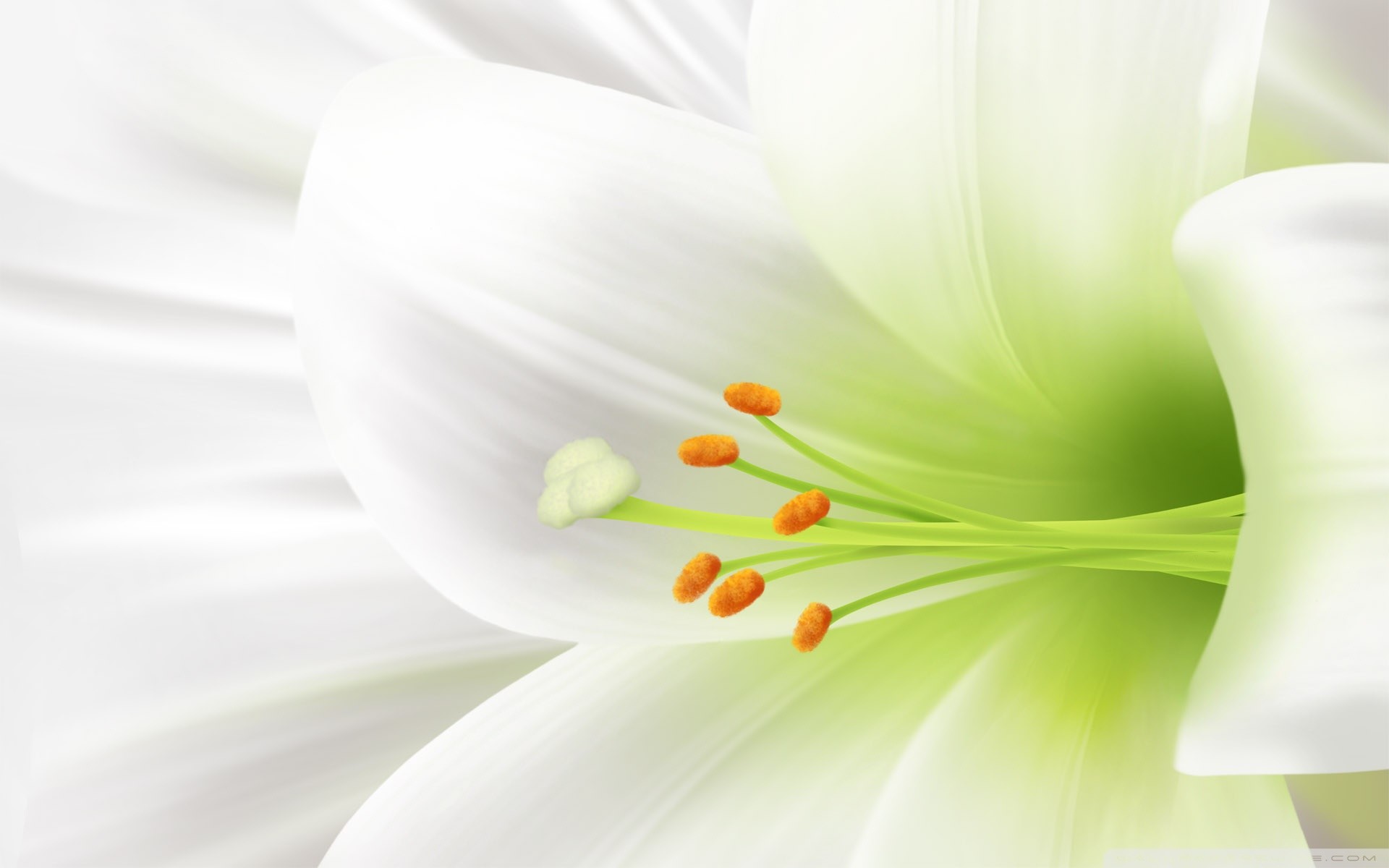 1920x1200 White Lily, Easter Flower HD Wide Wallpaper for 4K UHD Widescreen desktop &  smartphone