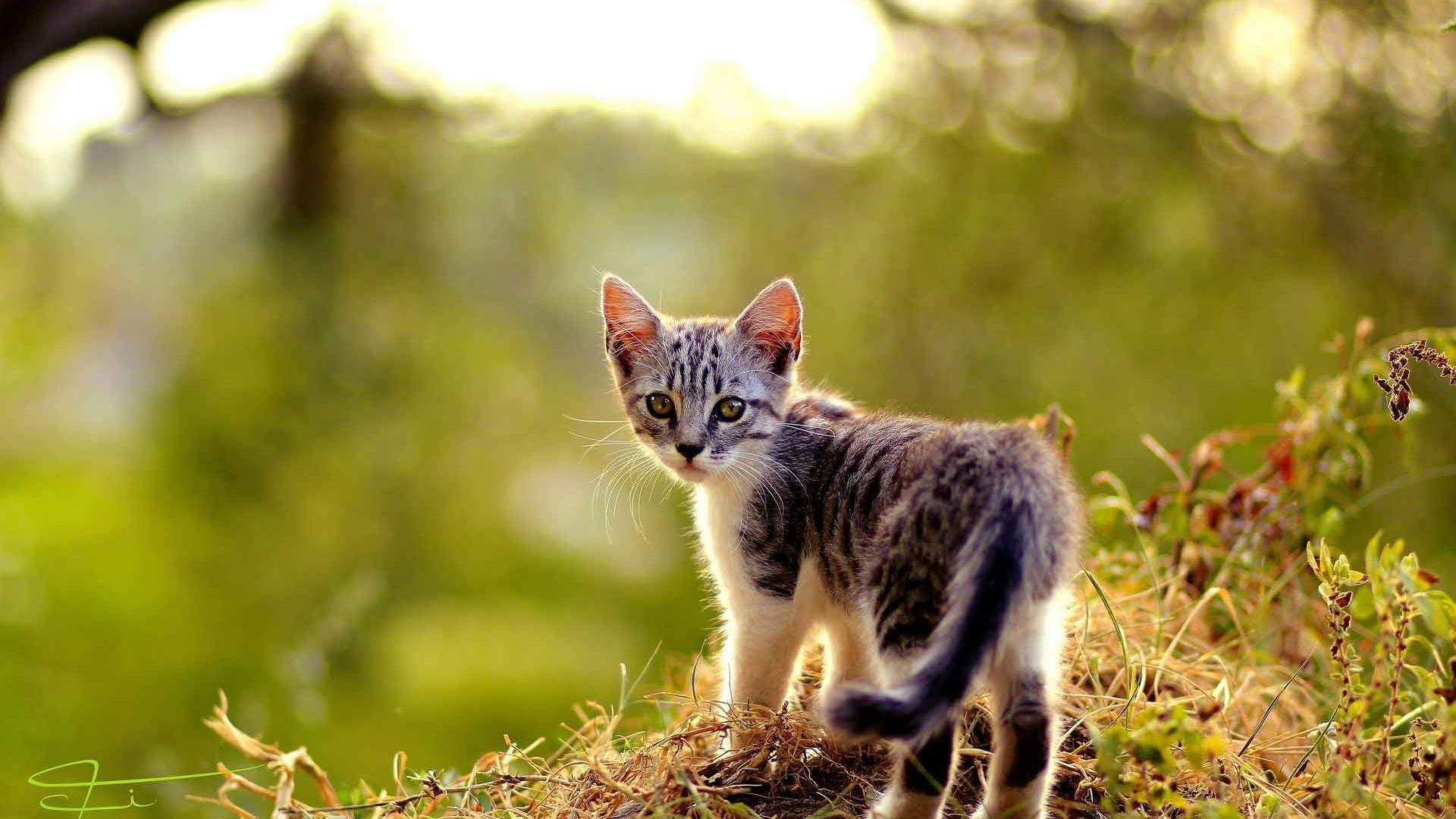 1920x1080  cute cat in grass photo wide  wallpapers:1280x800,1440x900,1680x1050 - hd